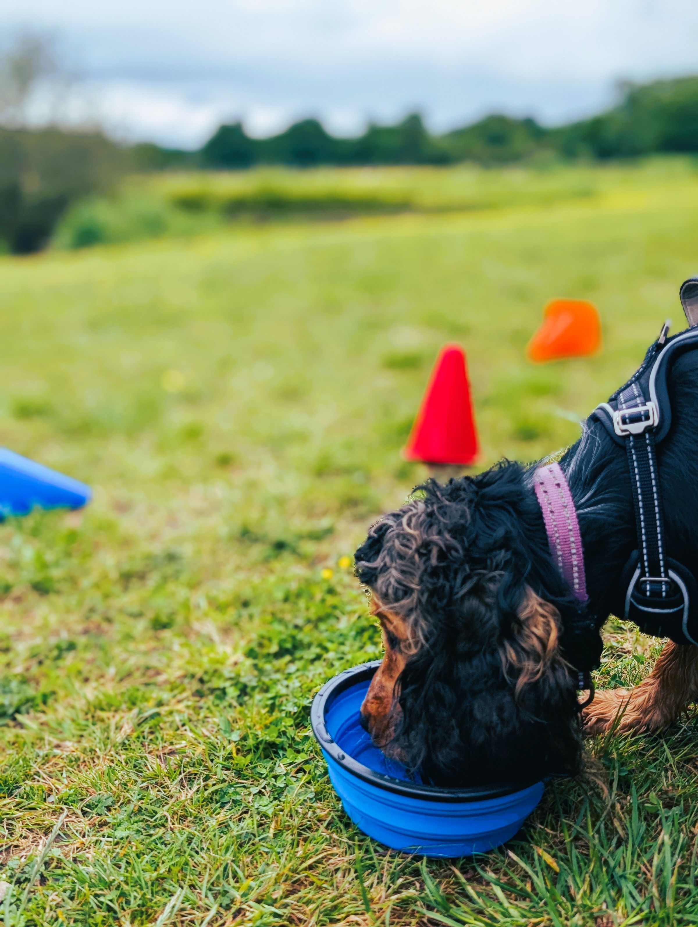 Anxious Show Cocker Spaniel Hartford