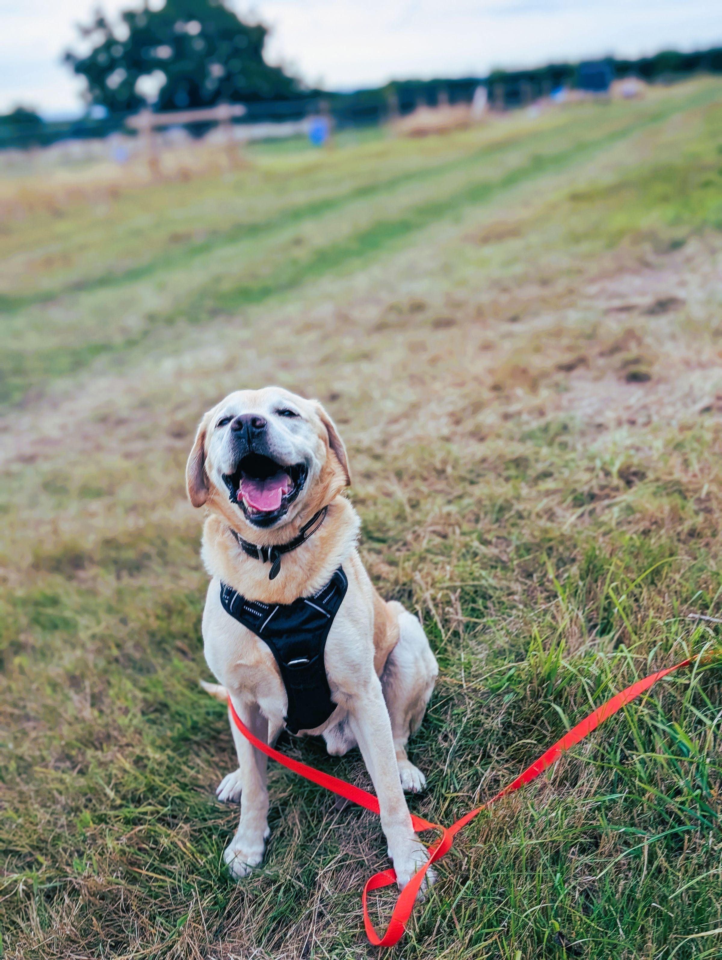 Reactive Labrador Northwich