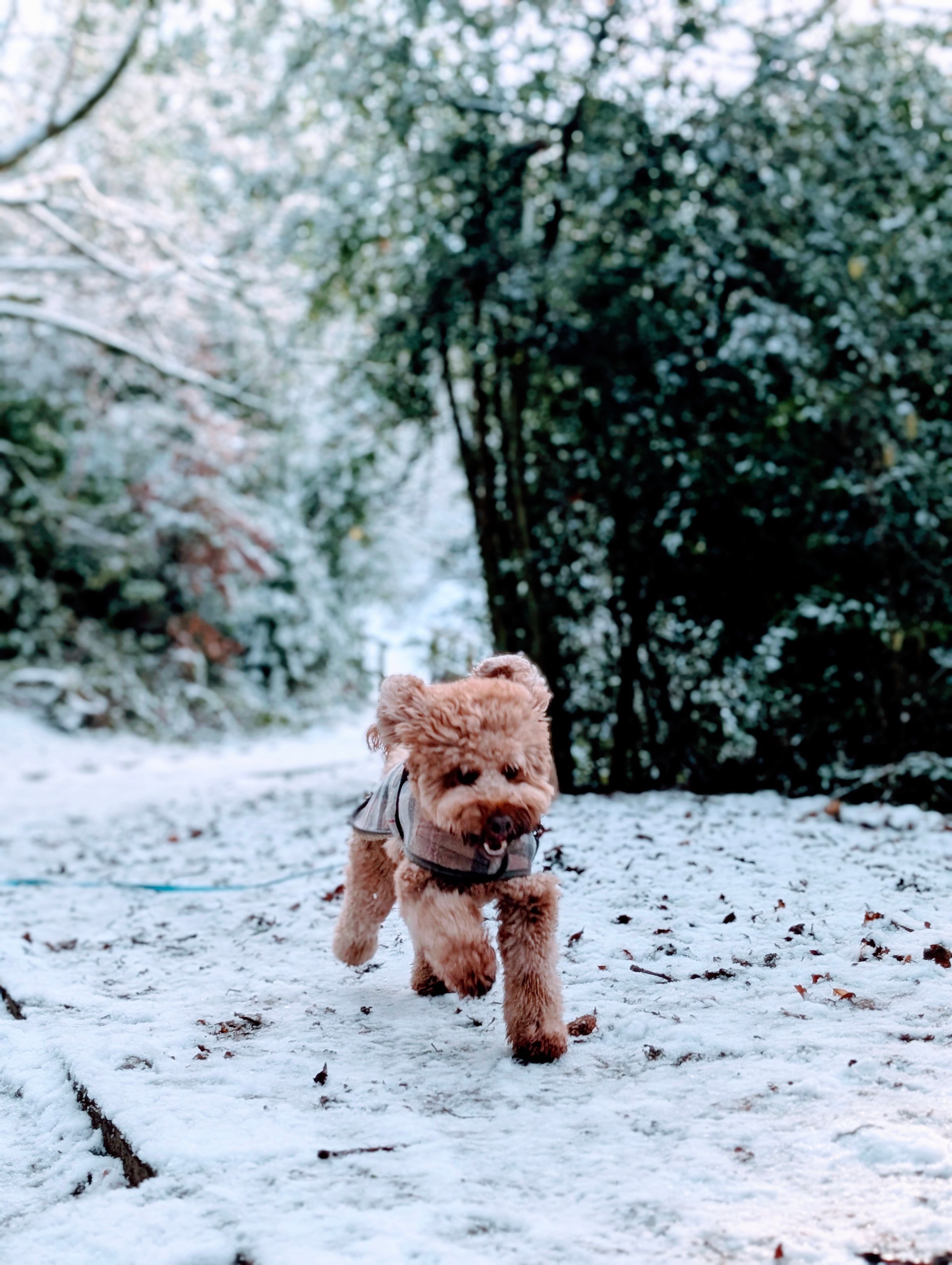 The Cheshire Dog Squad's image