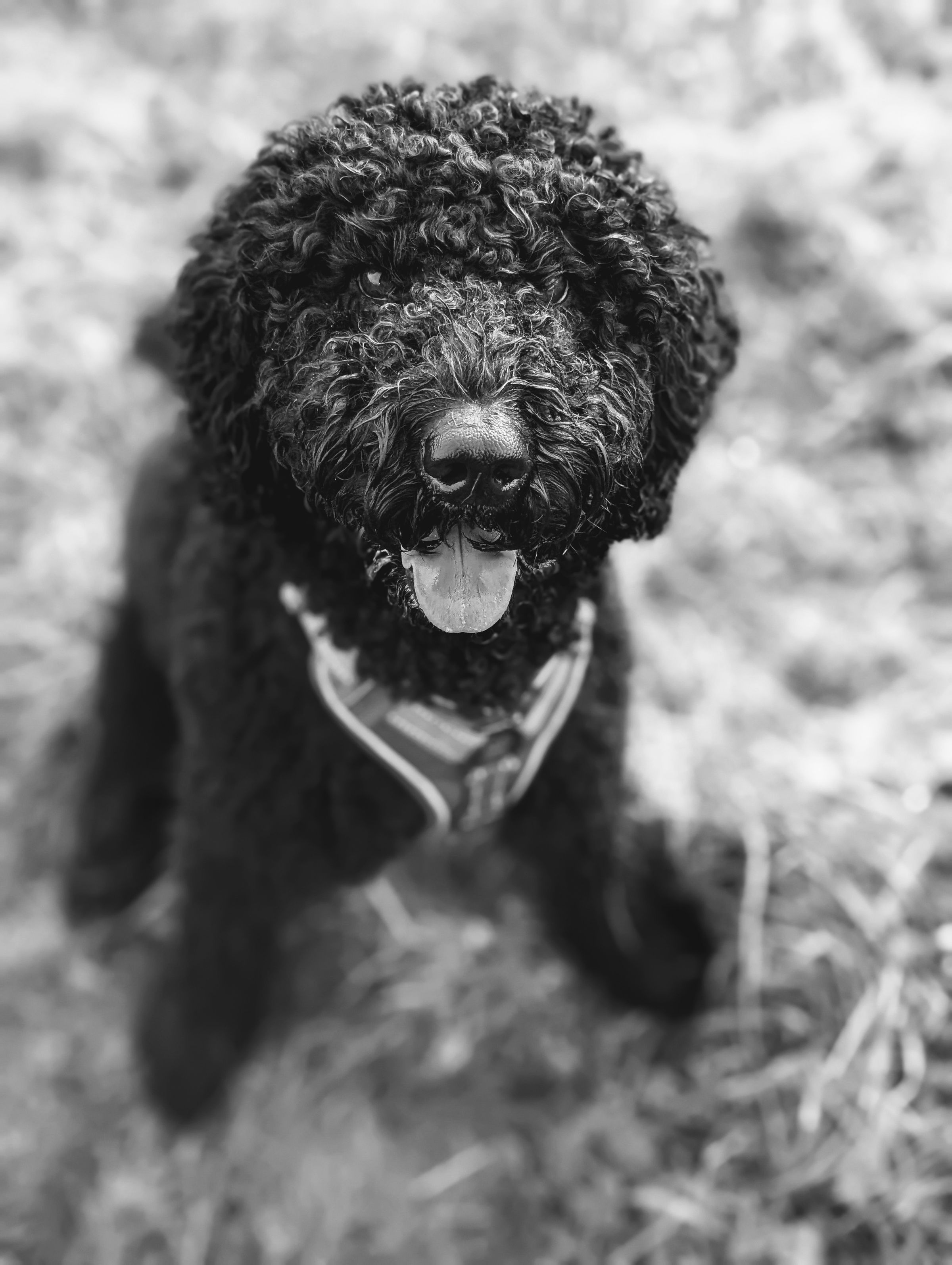 Adolescent Labradoodle Wincham
