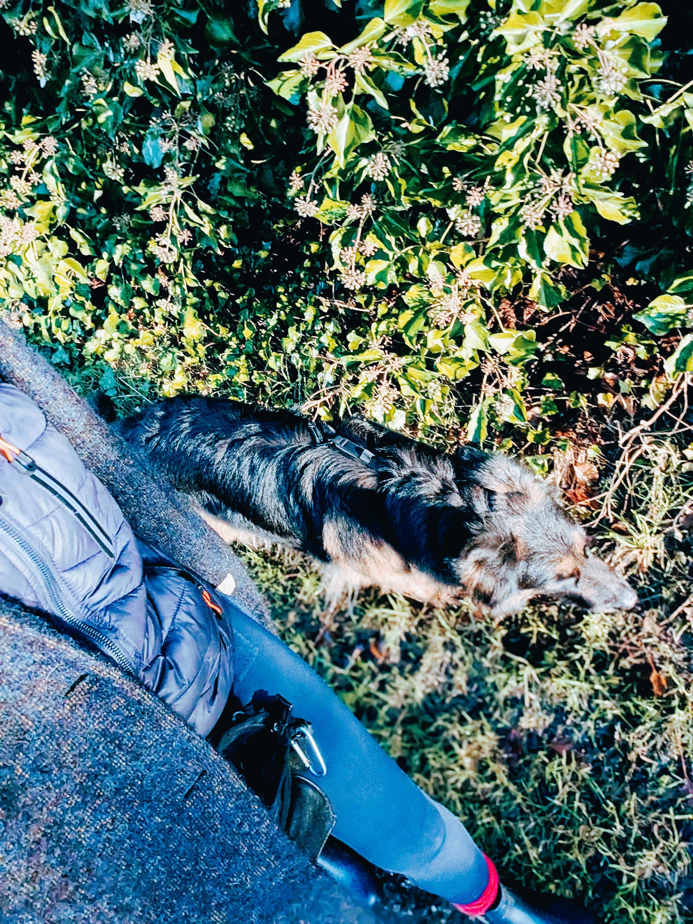 The Cheshire Dog Squad's image