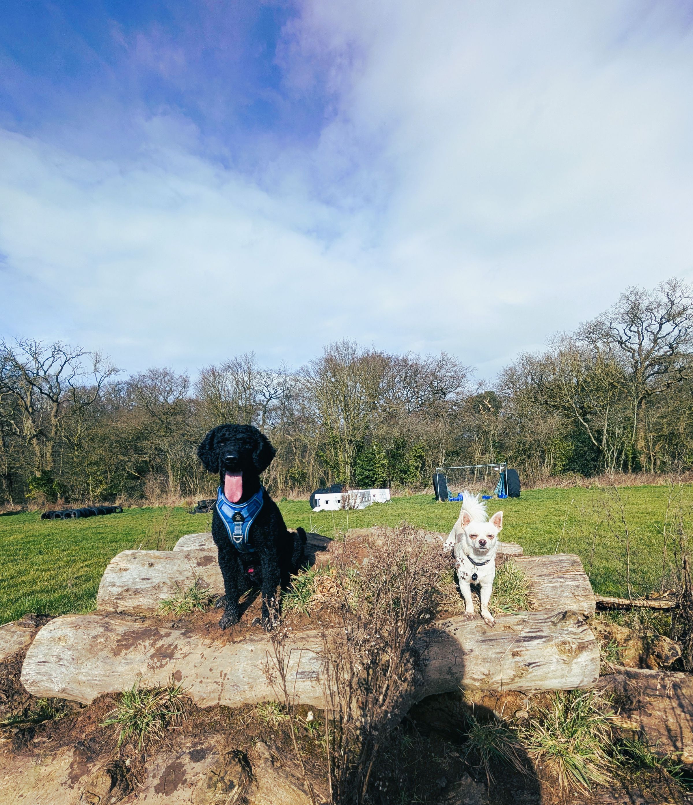 Adolescent Pomchi and Labradoodle Arley Moss
