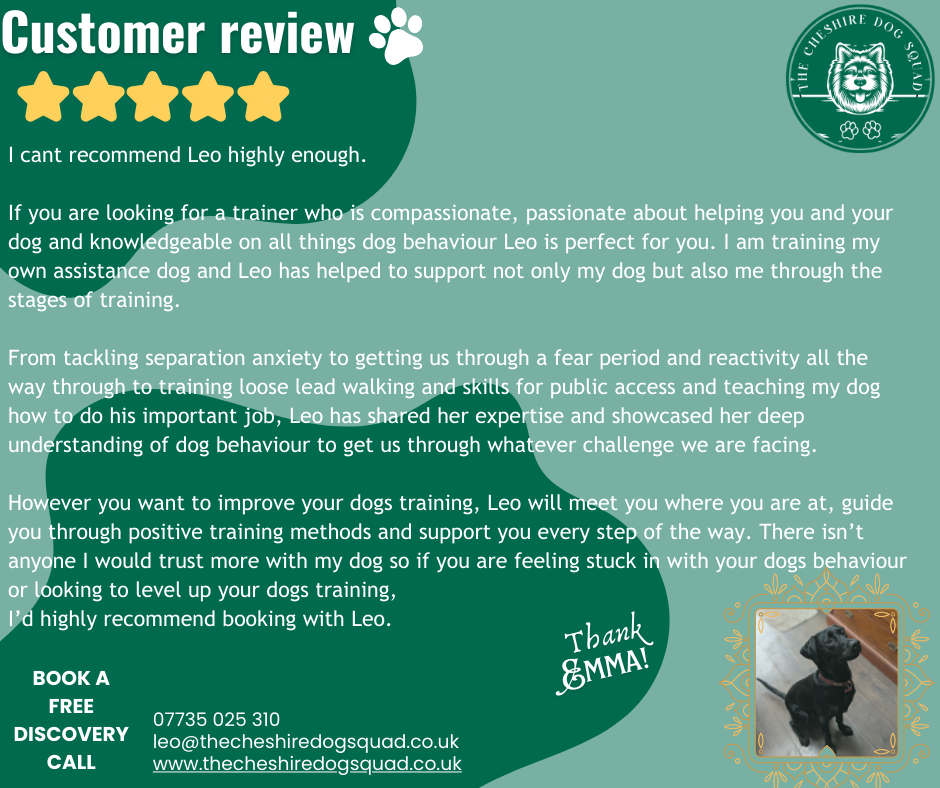 Compassionate dog training for a calm & connected life's image