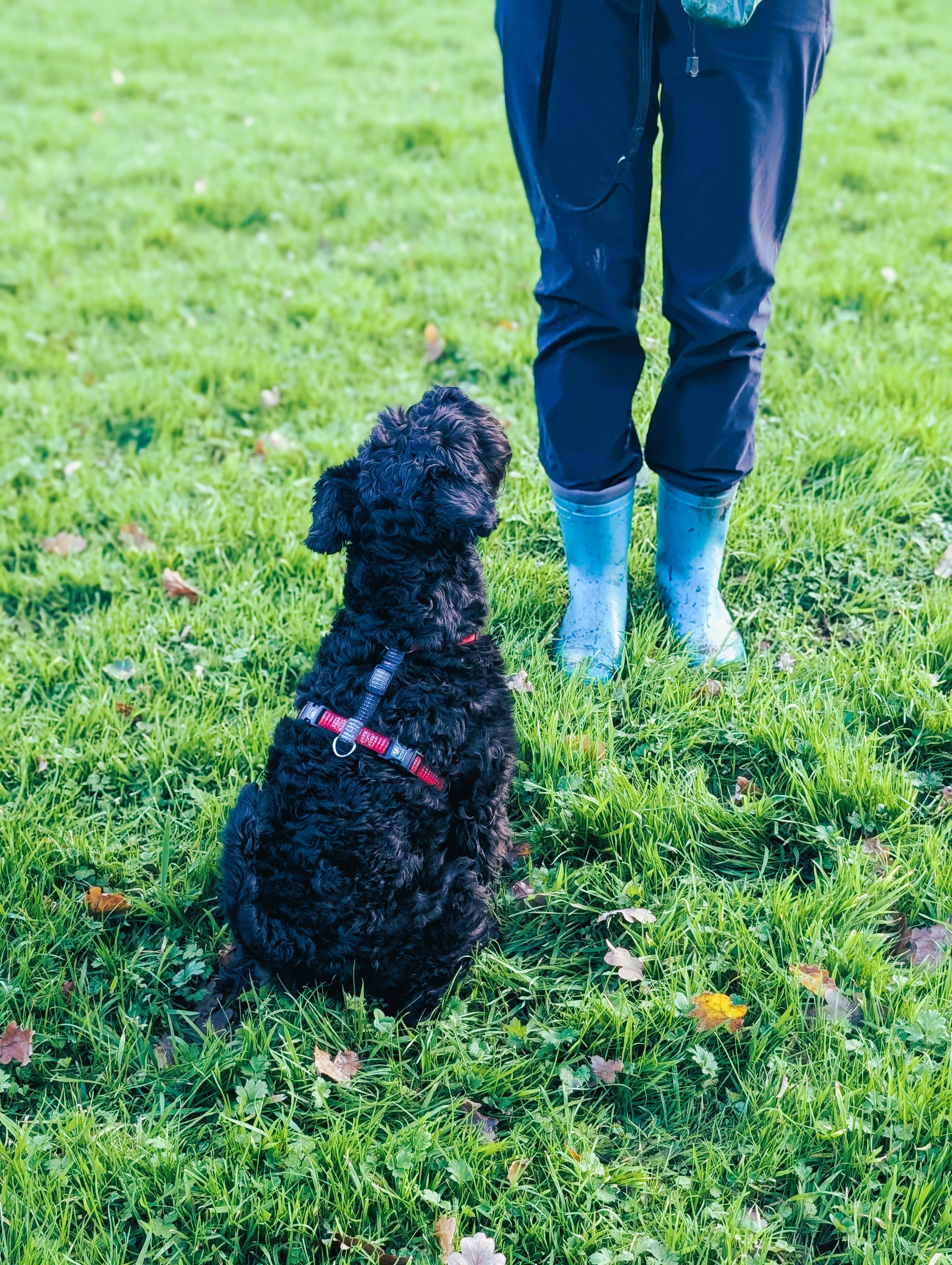 Reactive Miniature Schnauzer Northwich