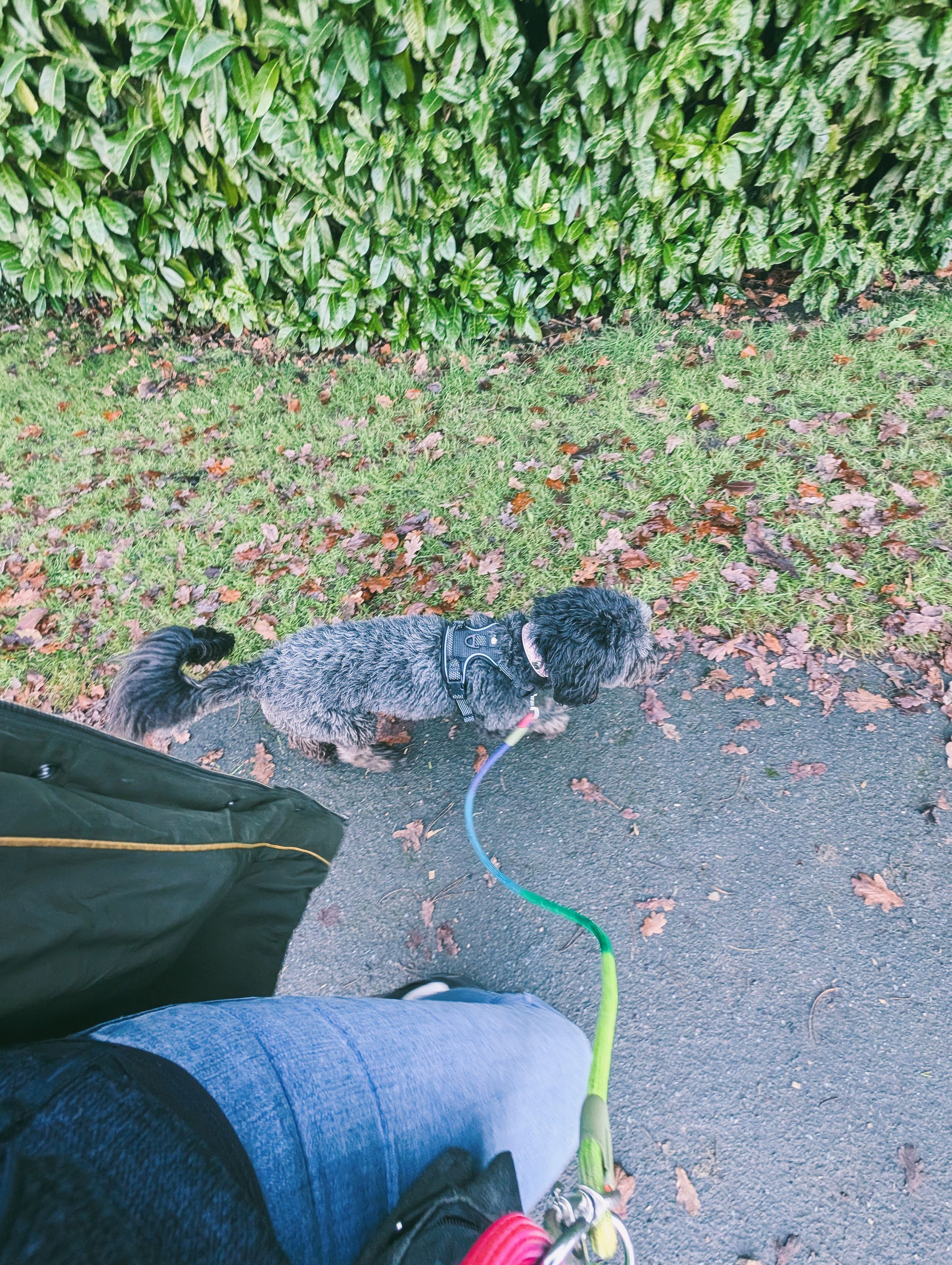 Reactive Borderdoodle Antrobus