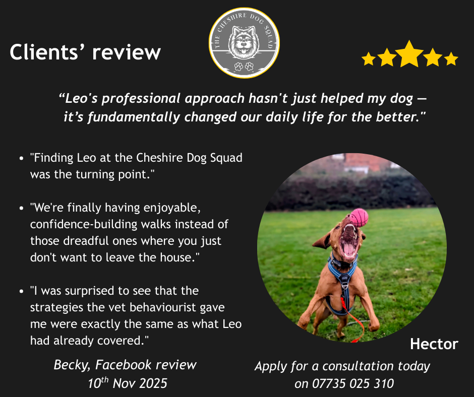 Reactive Vizsla Hector