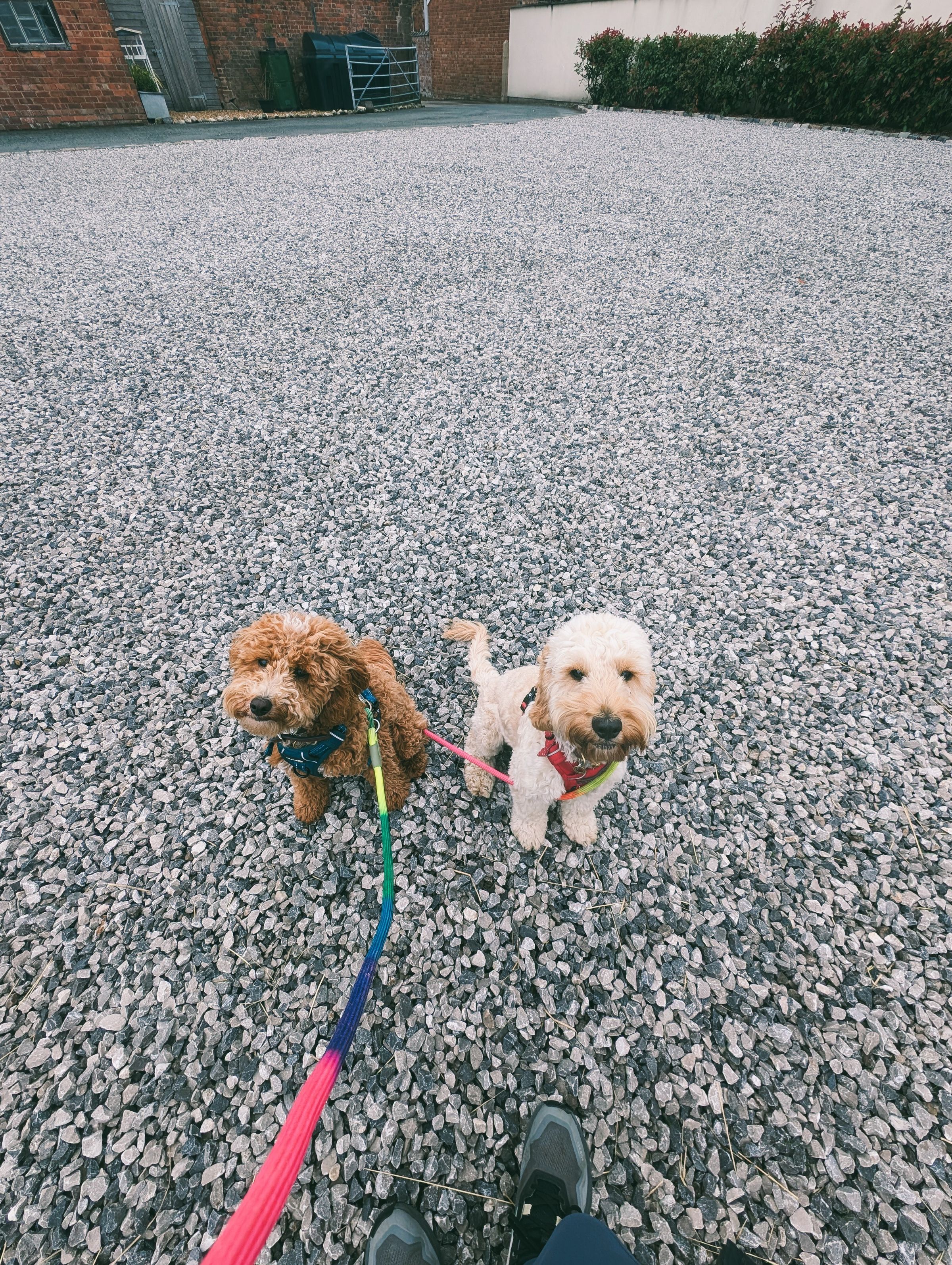 Reactive Cockapoos Antrobus