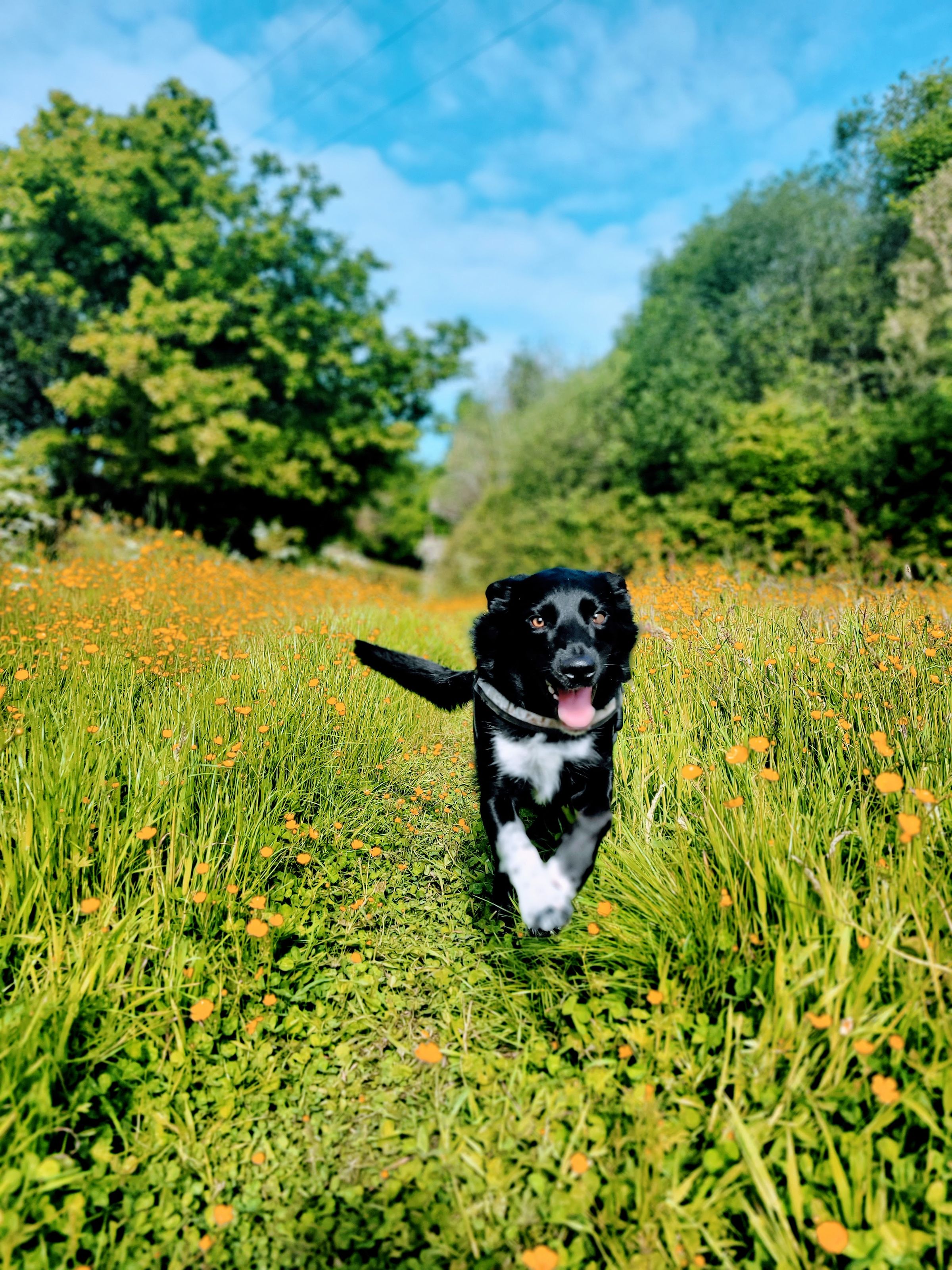 Reactive Border Collie Northwich