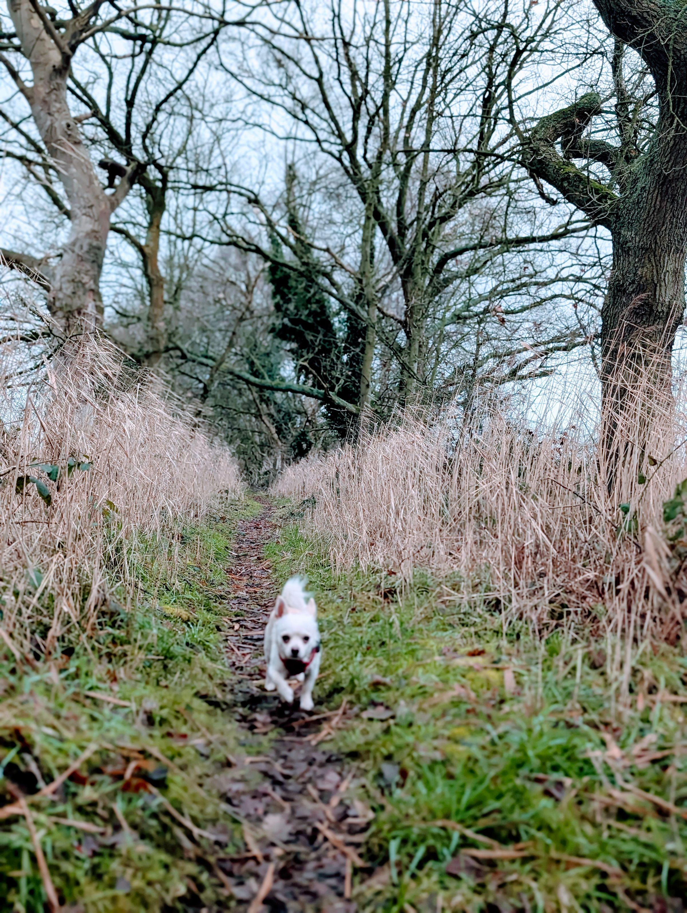 The Cheshire Dog Squad's image