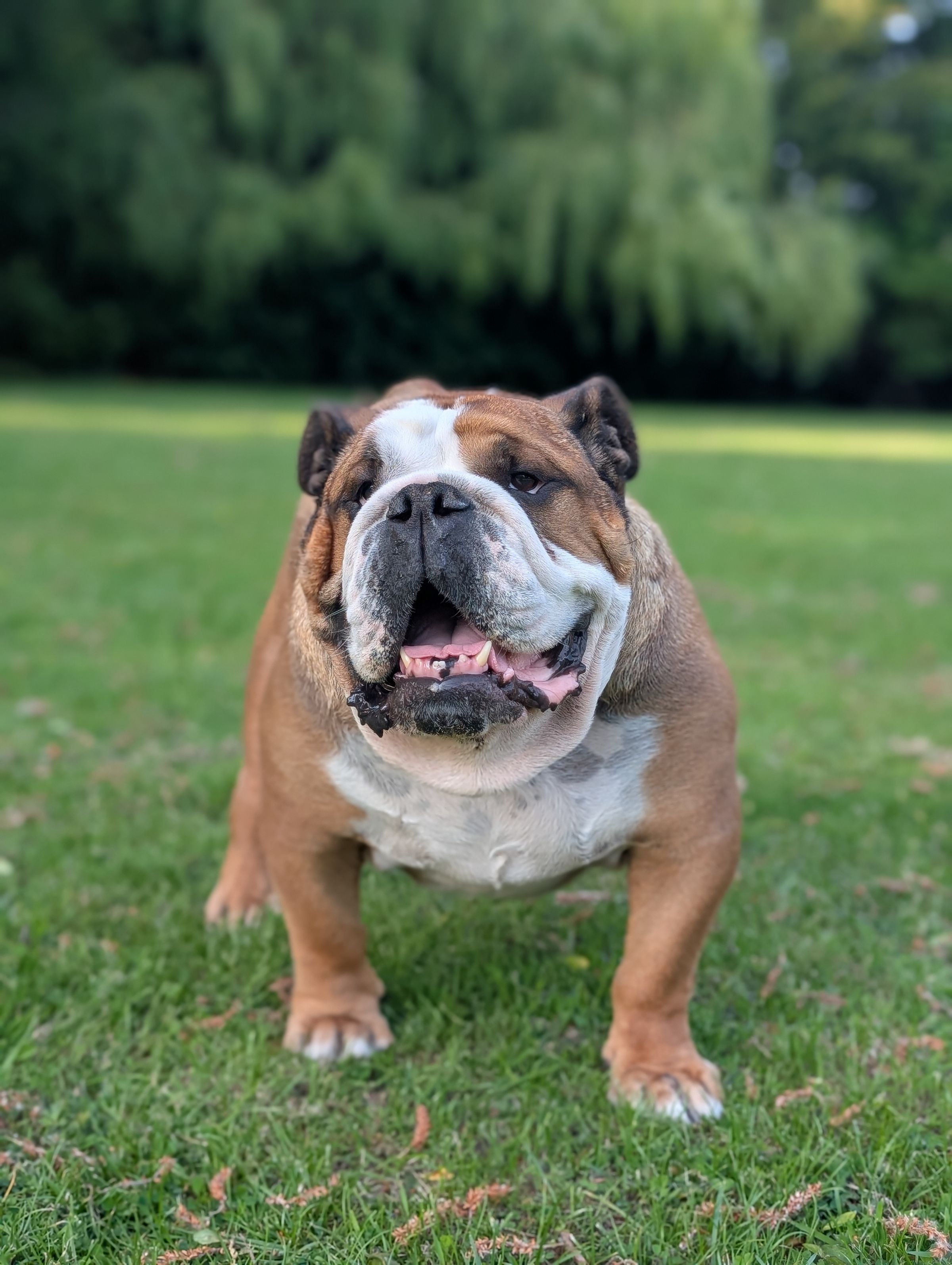 Compassionate dog training for a calm & connected life's image