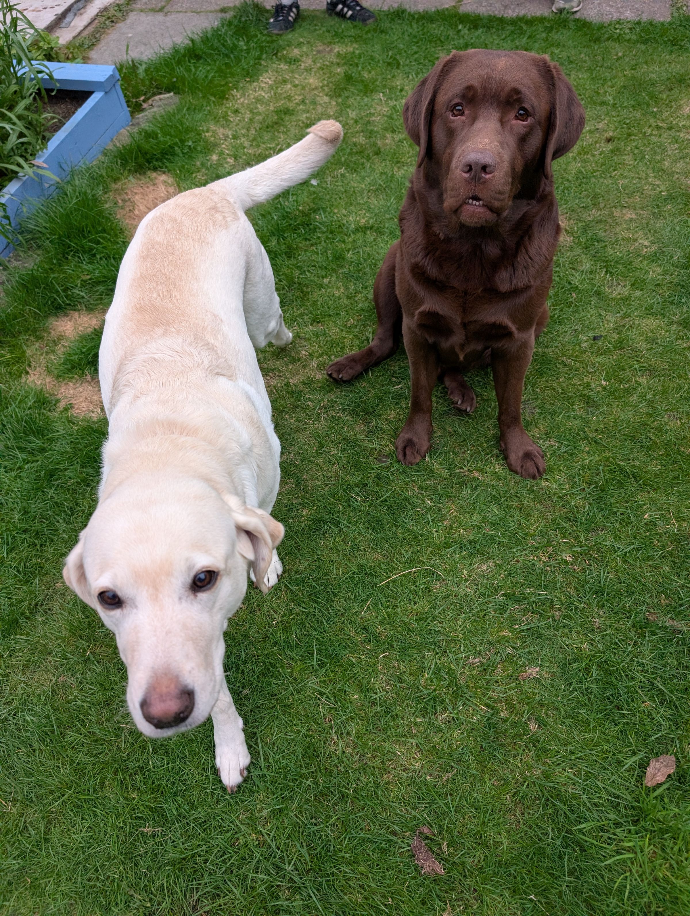 THE CHESHIRE DOG SQUAD's image