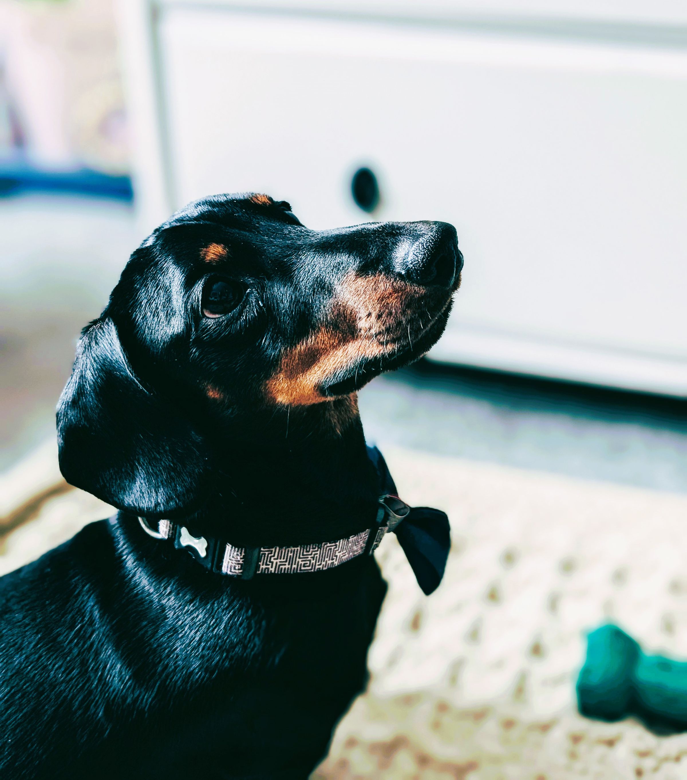 Reactive Miniature Dachshun Barnton