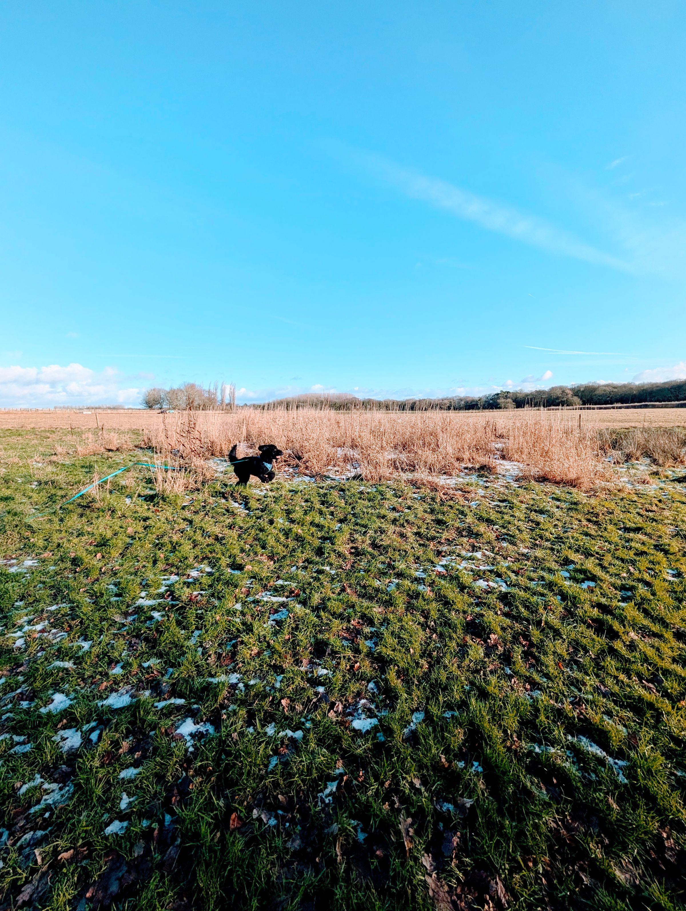 The Cheshire Dog Squad's image