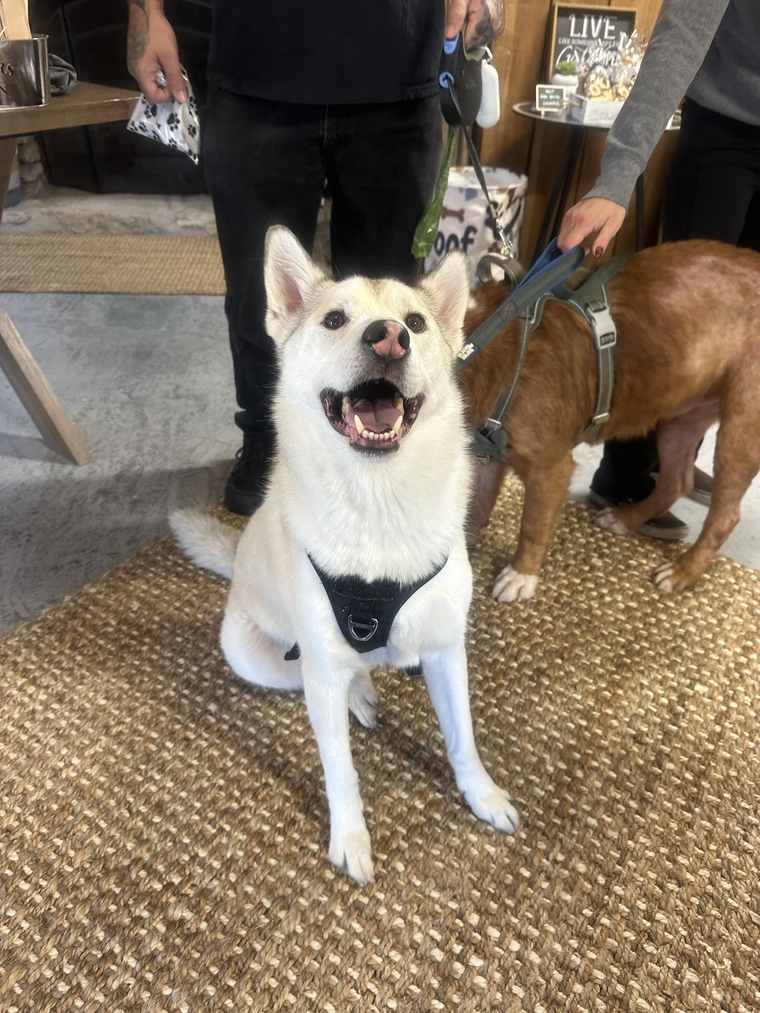 Canine Crunch Co.'s image