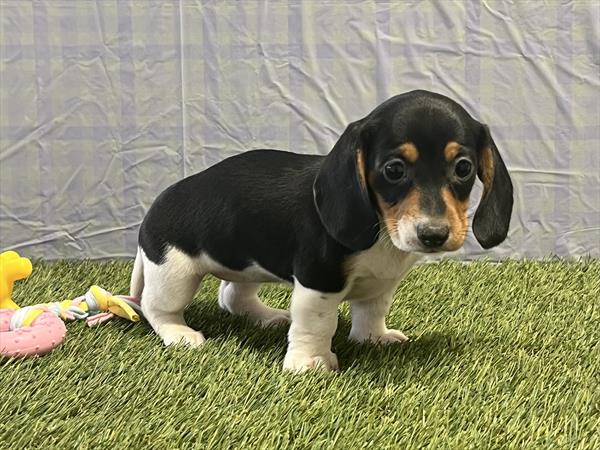 Purebred Miniature Dachshund (Short Hair) Female - “Francesca” Coming Soon!
