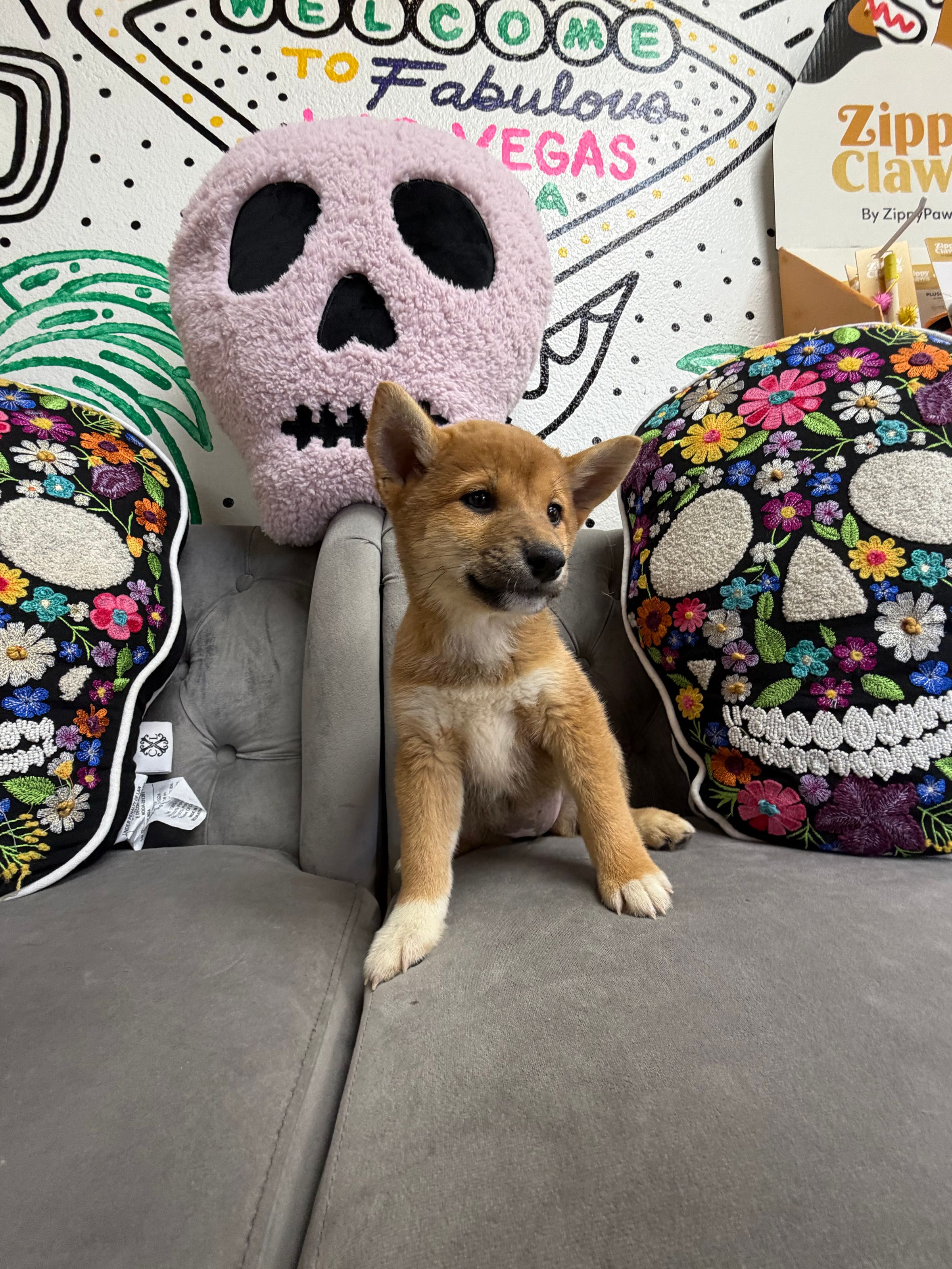 Purebred Shiba Inu - “Salem” - Red & w/black mask - NEW!