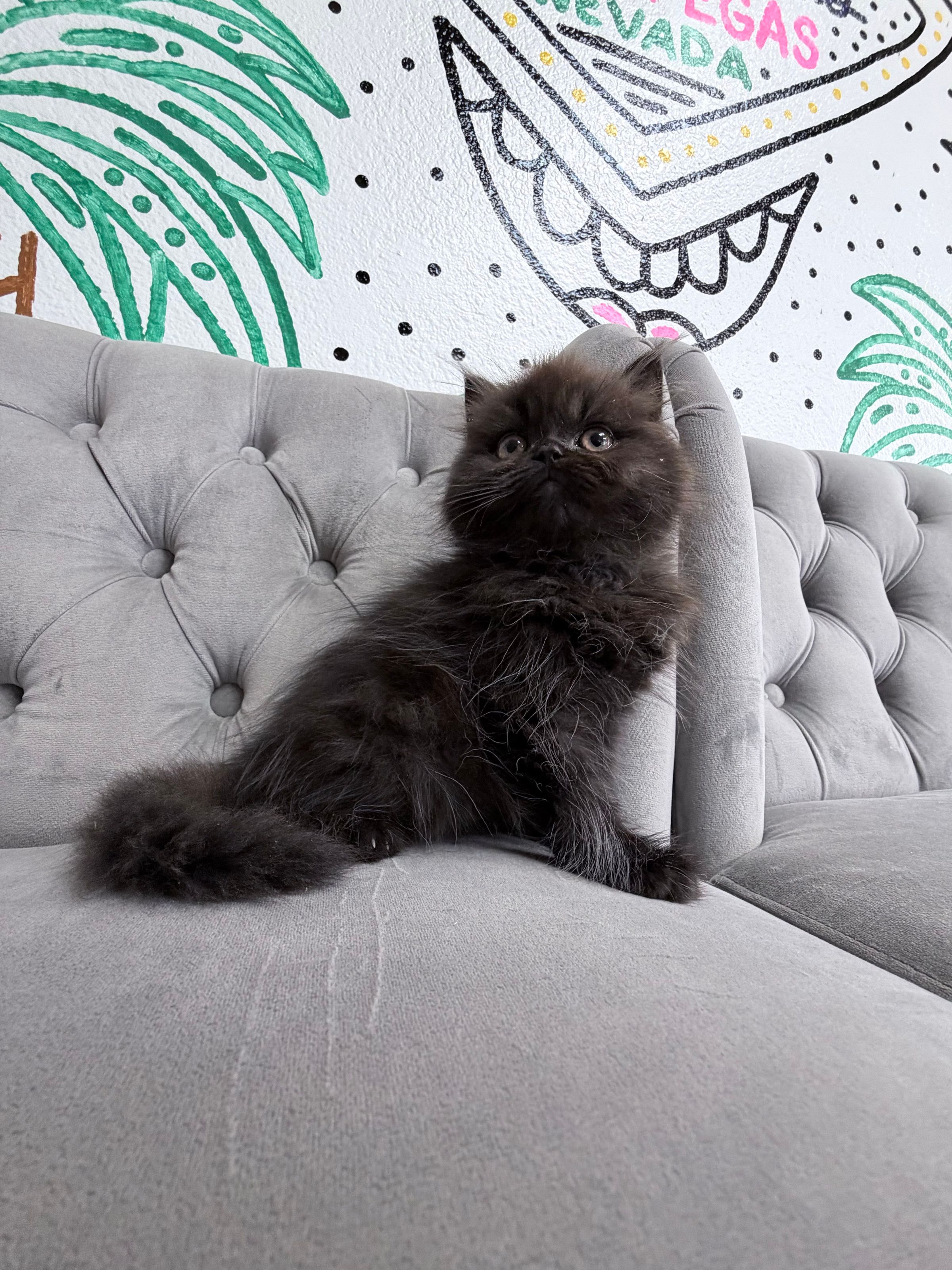 Purebred Persian Kitten  - “Duke Simon of Hastings” - Male - New Arrival! - Sweet, calm, fluffy loving kitten! -  RESERVED until 5/19/26
