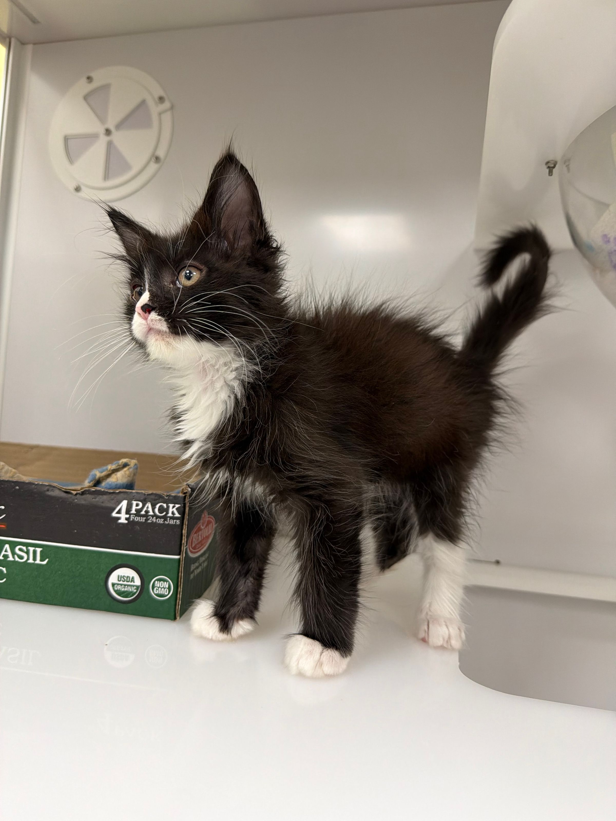 Maine coon kitten (Pre-Ordered)