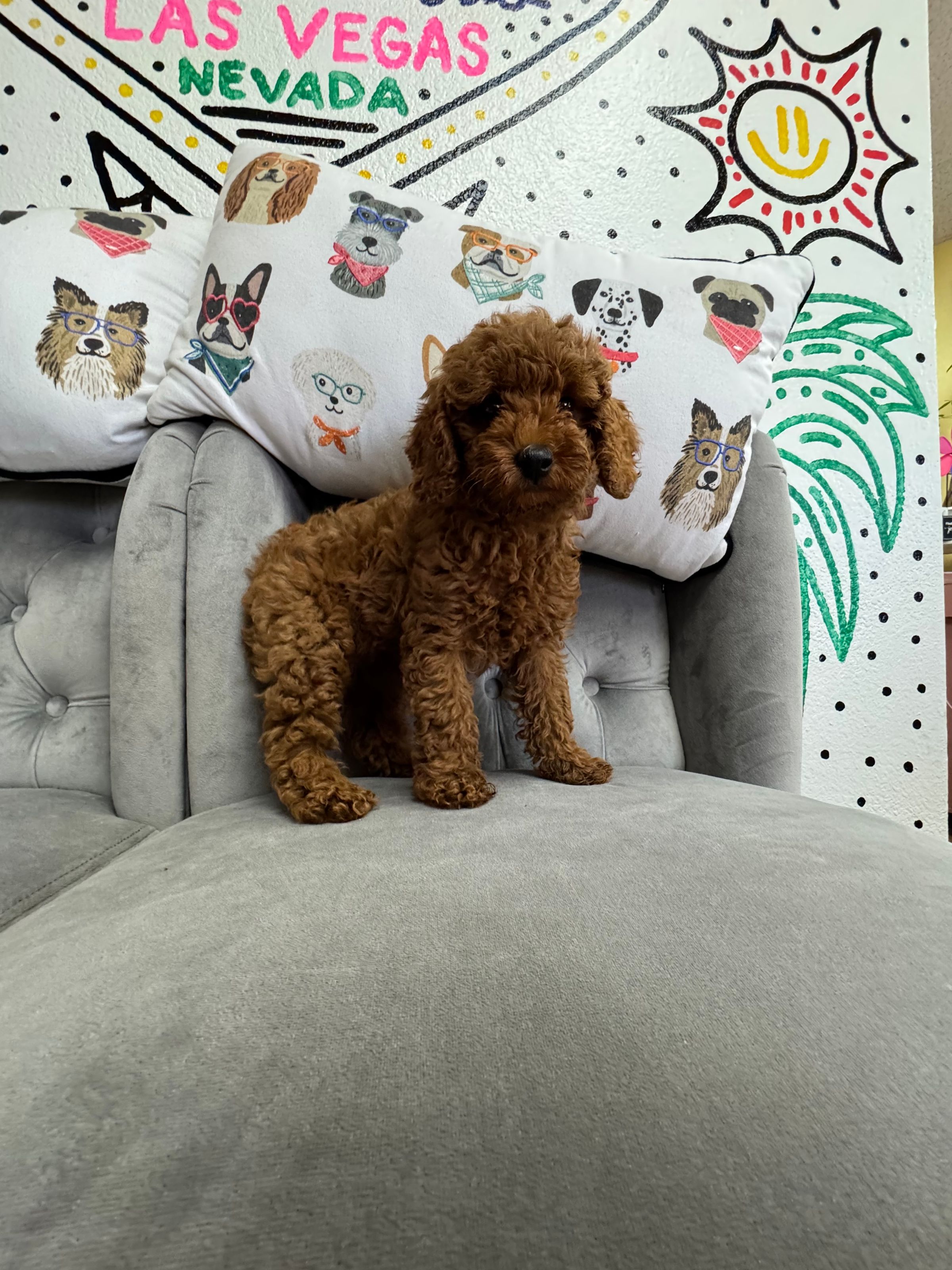 Purebred Poodle Toy/Mini Puppy - "Destiny Baker" -  Female - Color -(Hypoallergenic) Parents weigh 8 lbs & 12 lbs  
