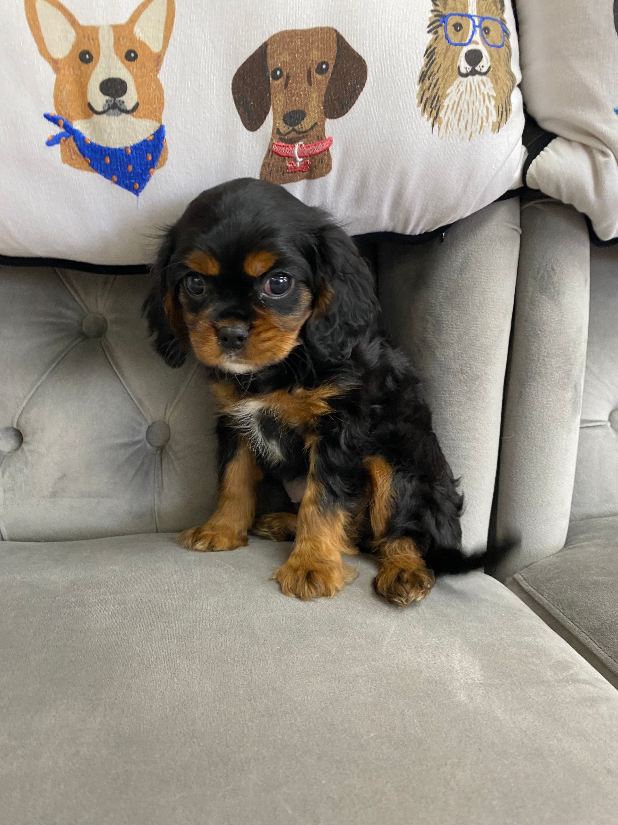 Purebred Cavalier King Charles Spaniel Puppy For sale