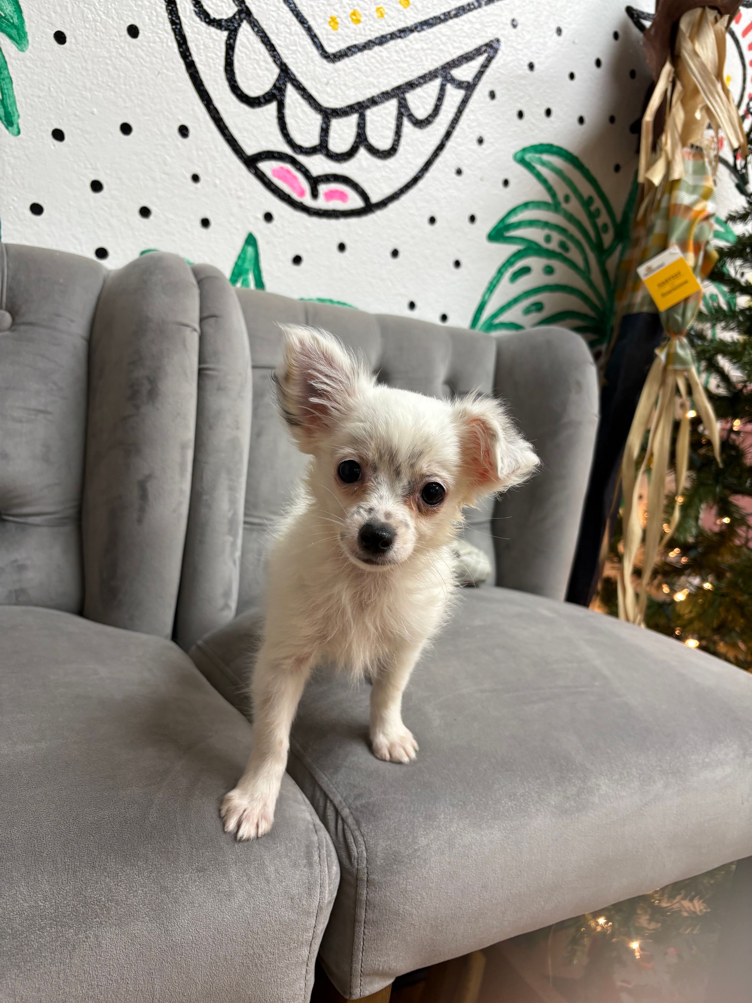 Purebred Chihuahua - “Snowflake” - White  dapple face- Female - NEW!