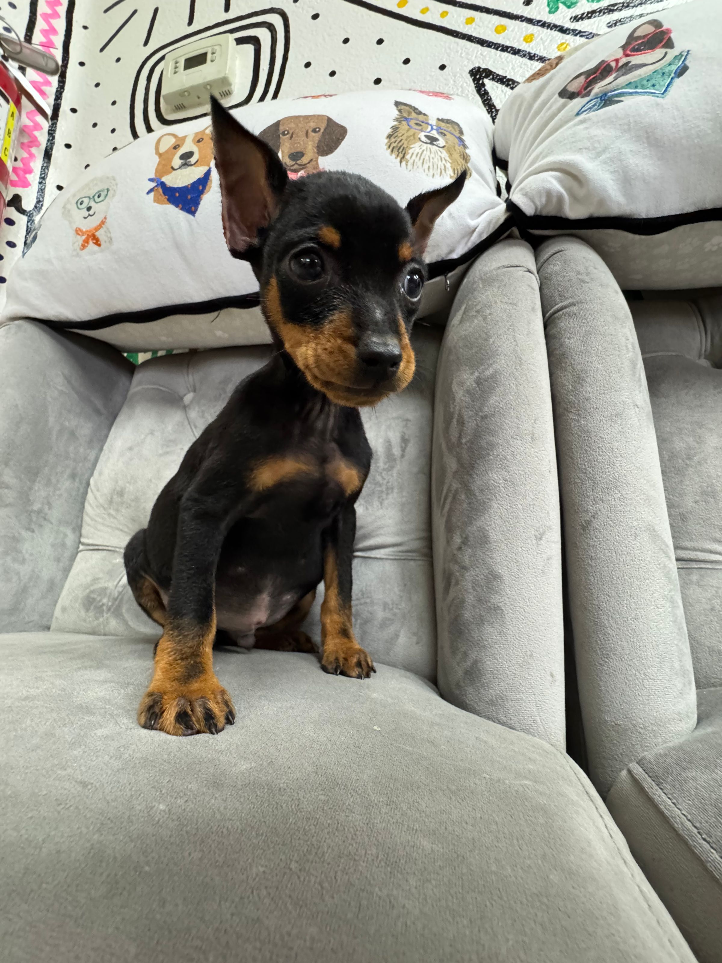 Purebred Miniature  Pinscher “Abs Saja” - Male Neutered  - Black & Rust - New! Sweet & playful pup!
