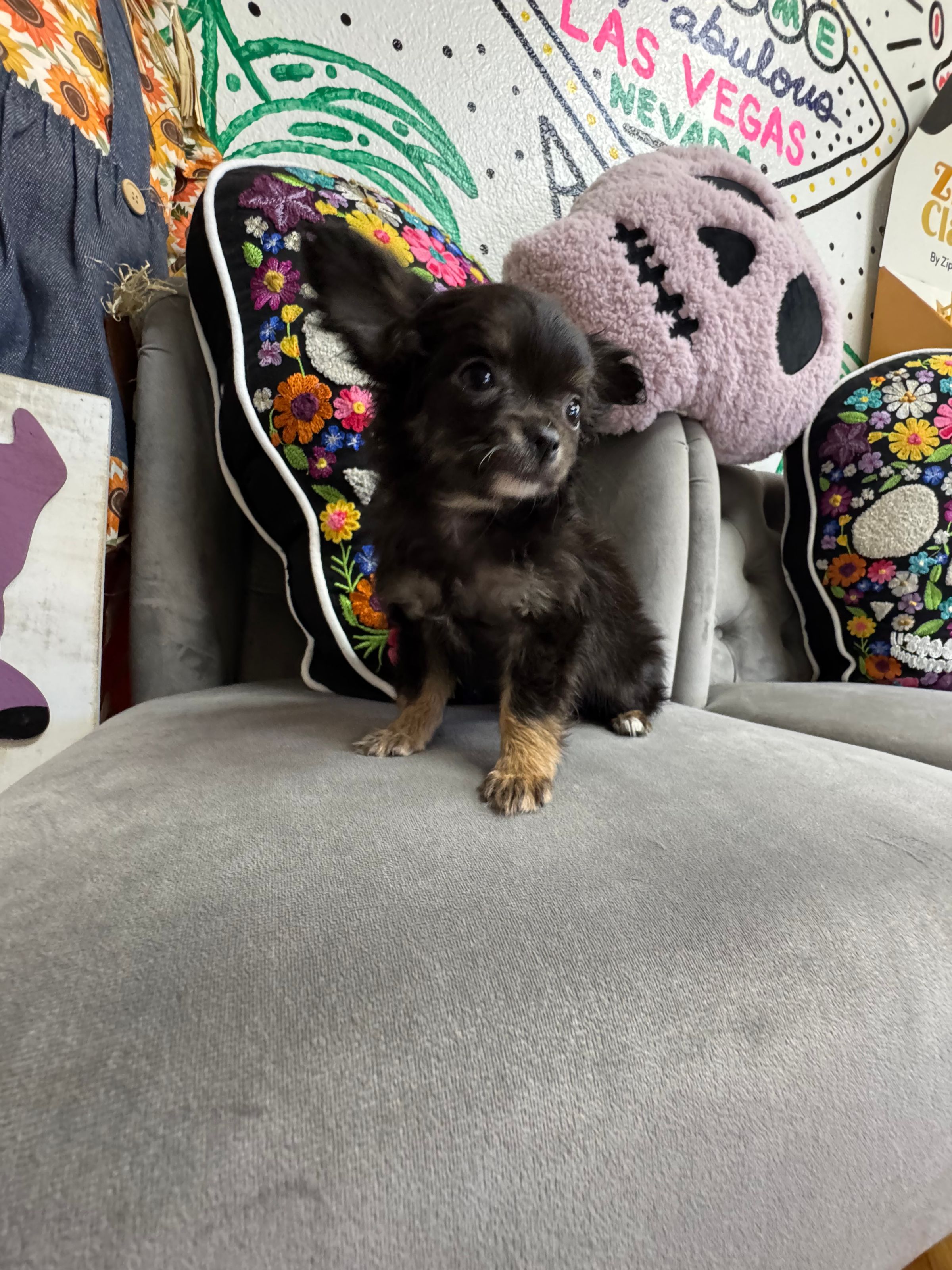 Purebred Chihuahua “Elvira” - Female  - Black & tan - NEW!