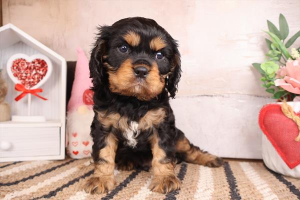 Puppy Store - Puppies for Sale - Paws & Whiskers Pet Shop's image