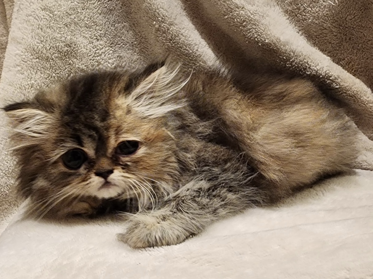 Purebred Persian Kitten -  Female - Coming Soon!