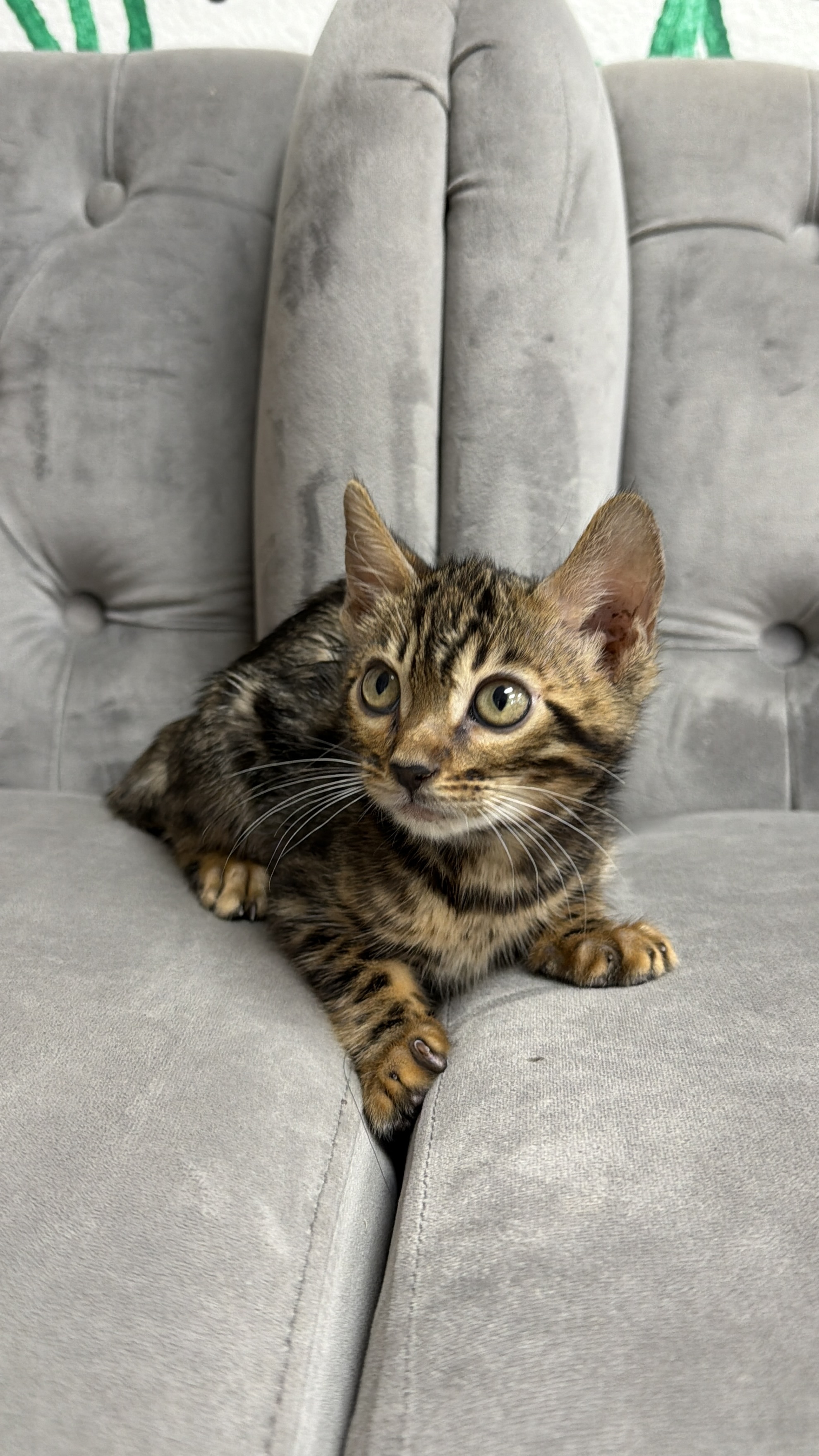 Purebred Bengal Kitten - “Truffles” -  NEW!