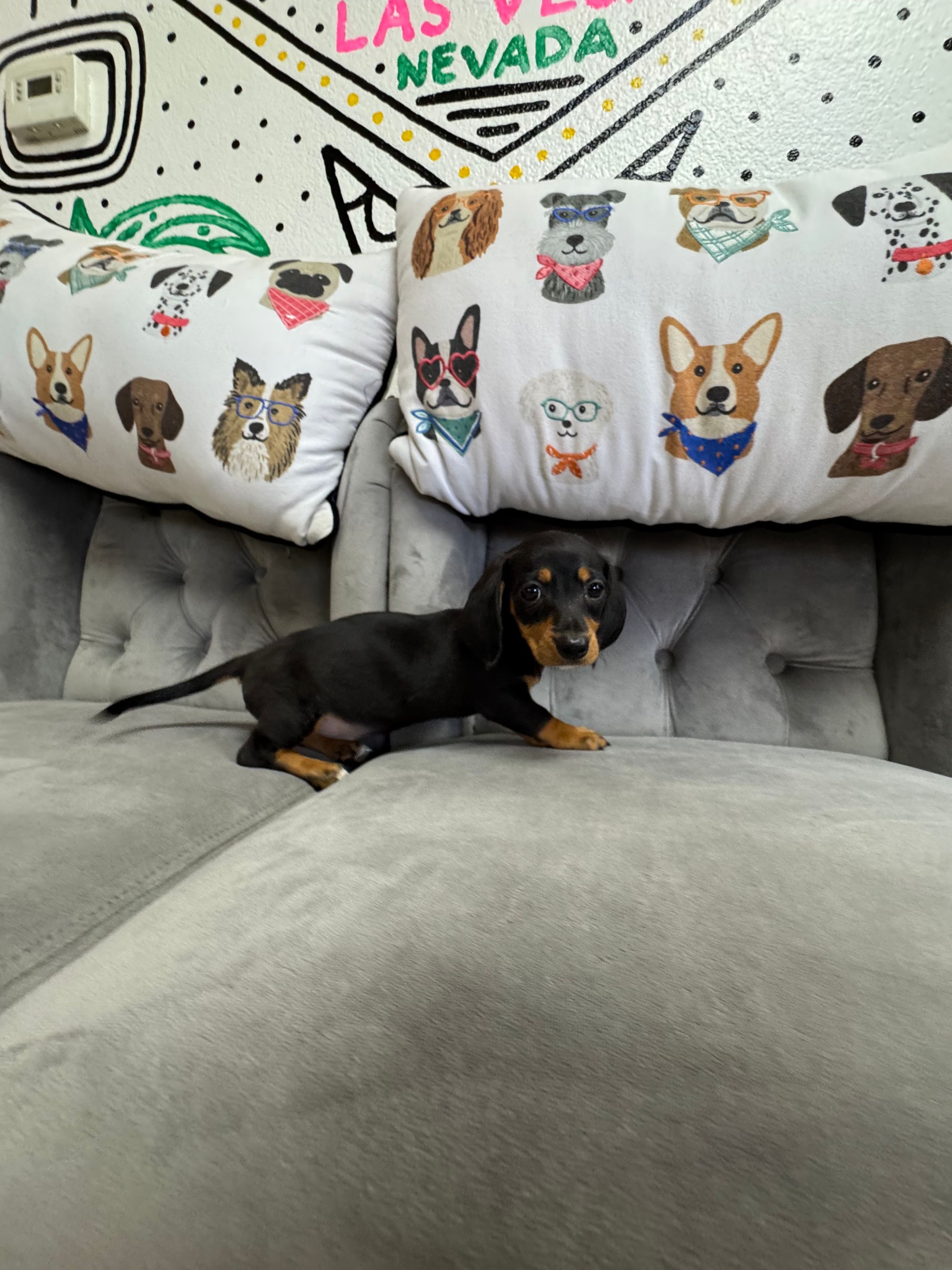 Purebred Mini Dachshund “Rumi” - Female  - Long Hair - Red Dapple -  New Arrival! Absolute sweetheart! - Already ON HOLD until Sat.