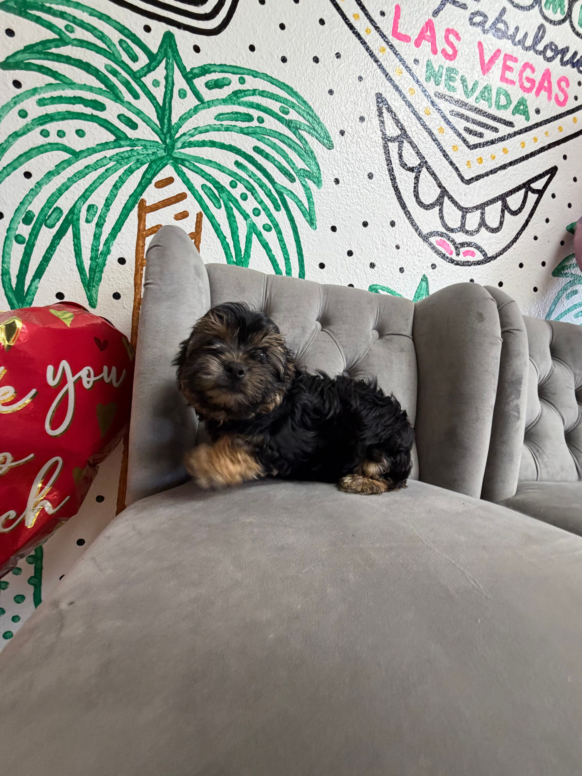 Purebred Morkie - Male - “Jim” -  (Hypoallergenic) !