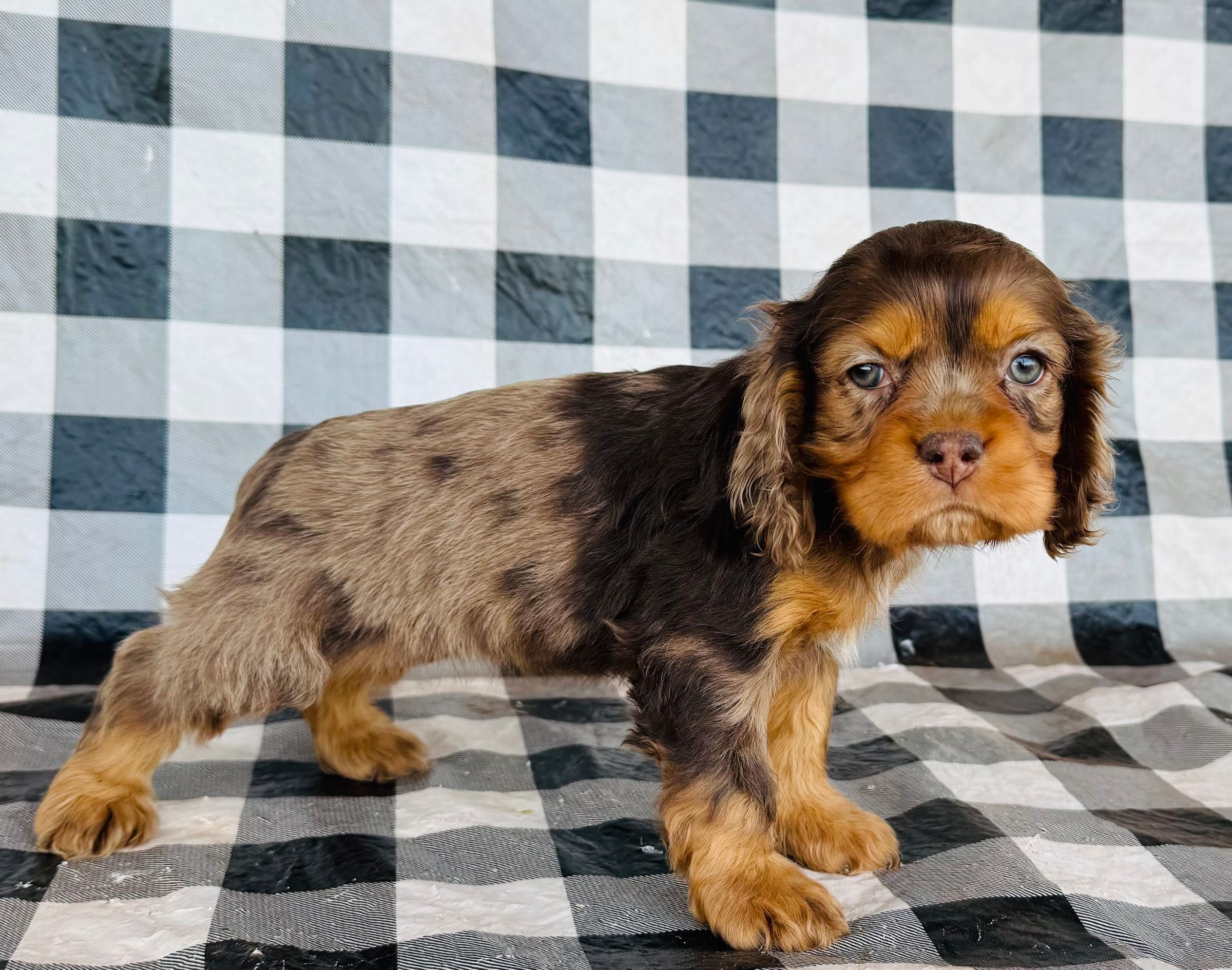 Pure Cocker Spaniel - “Rockin’ Robin” - Female - Chocolate Merle - Coming soon!