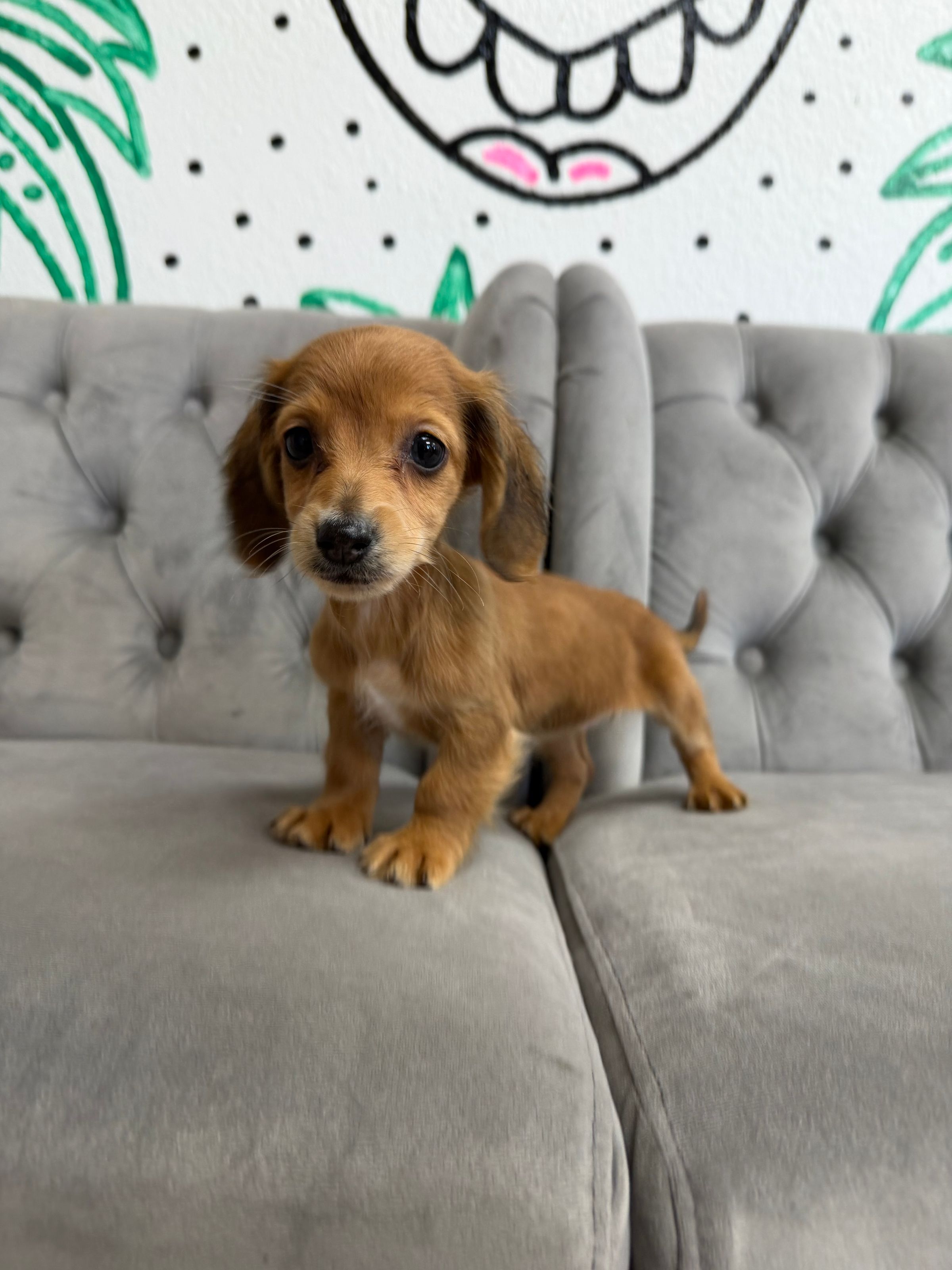 Purebred Mini Dachshund - “El” - Female - Red - Tiny little doxie! Loves to cuddle, loving pup! NEW!