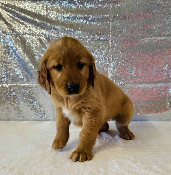 Purebred Golden Retriever - Female - “Mabel” AKC - Coming soon!