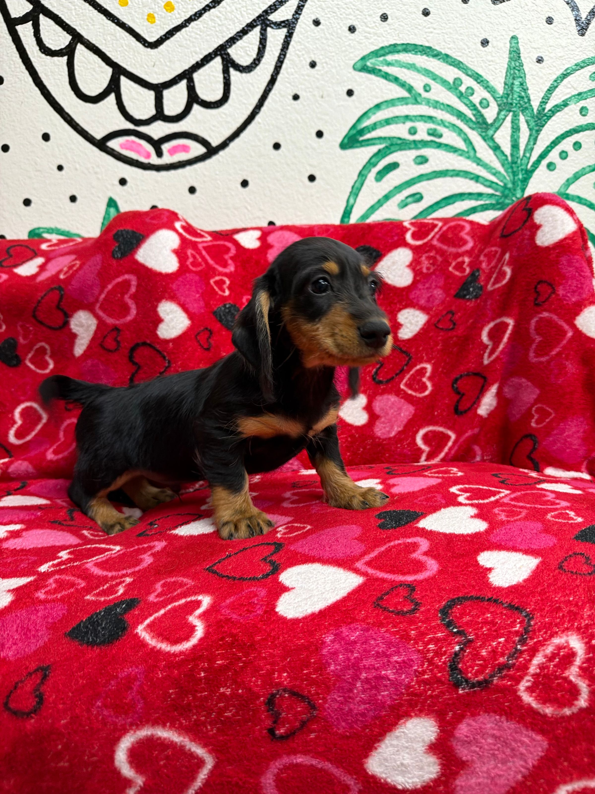 Purebred Miniature Dachshund- “Argyle” - Male - Black & Tan - NEW Arrival!