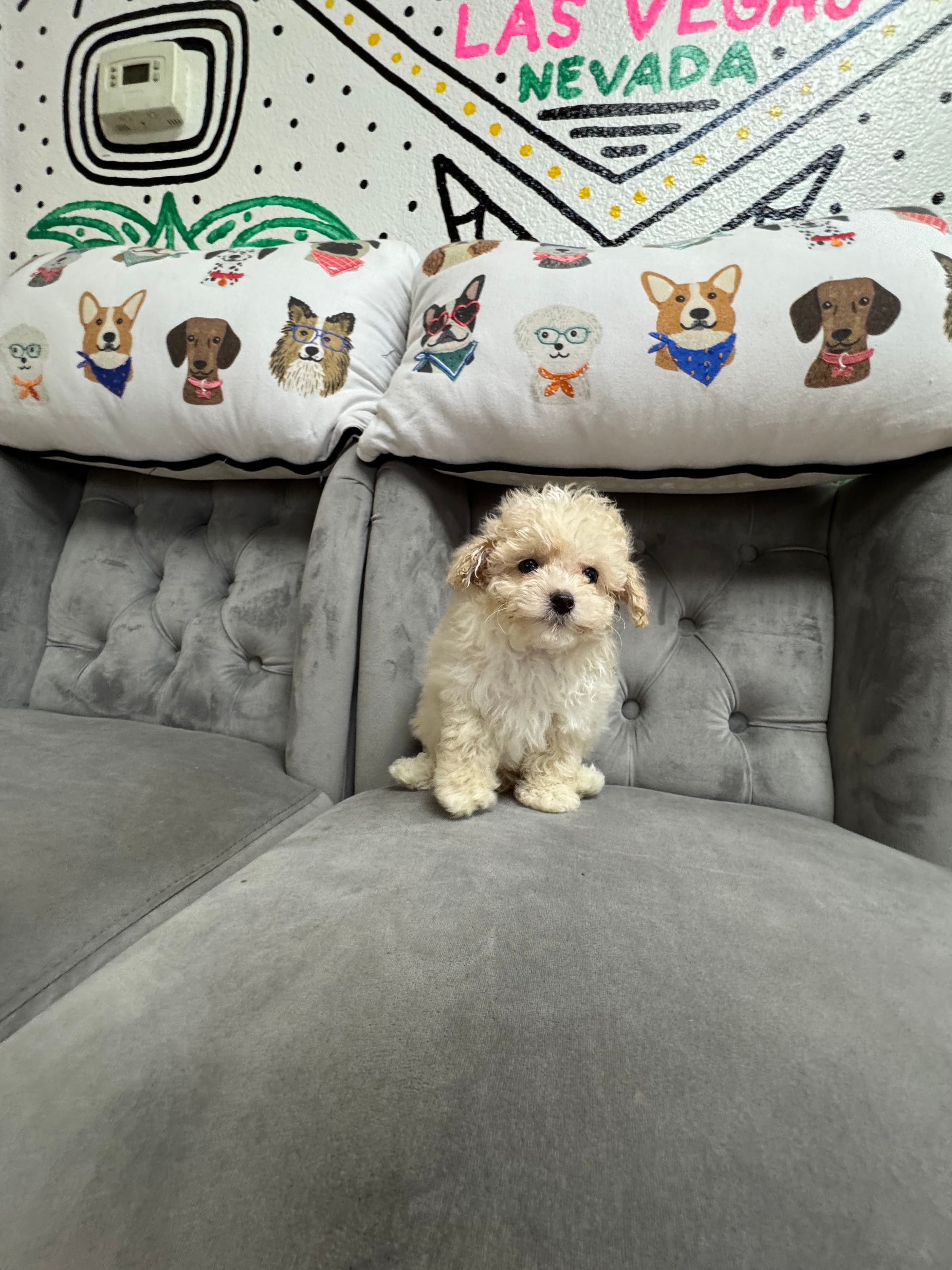 Purebred  Mini Poodle “Romance Saja” - Male  - Cream White - NEW, tiny, loves to cuddle!