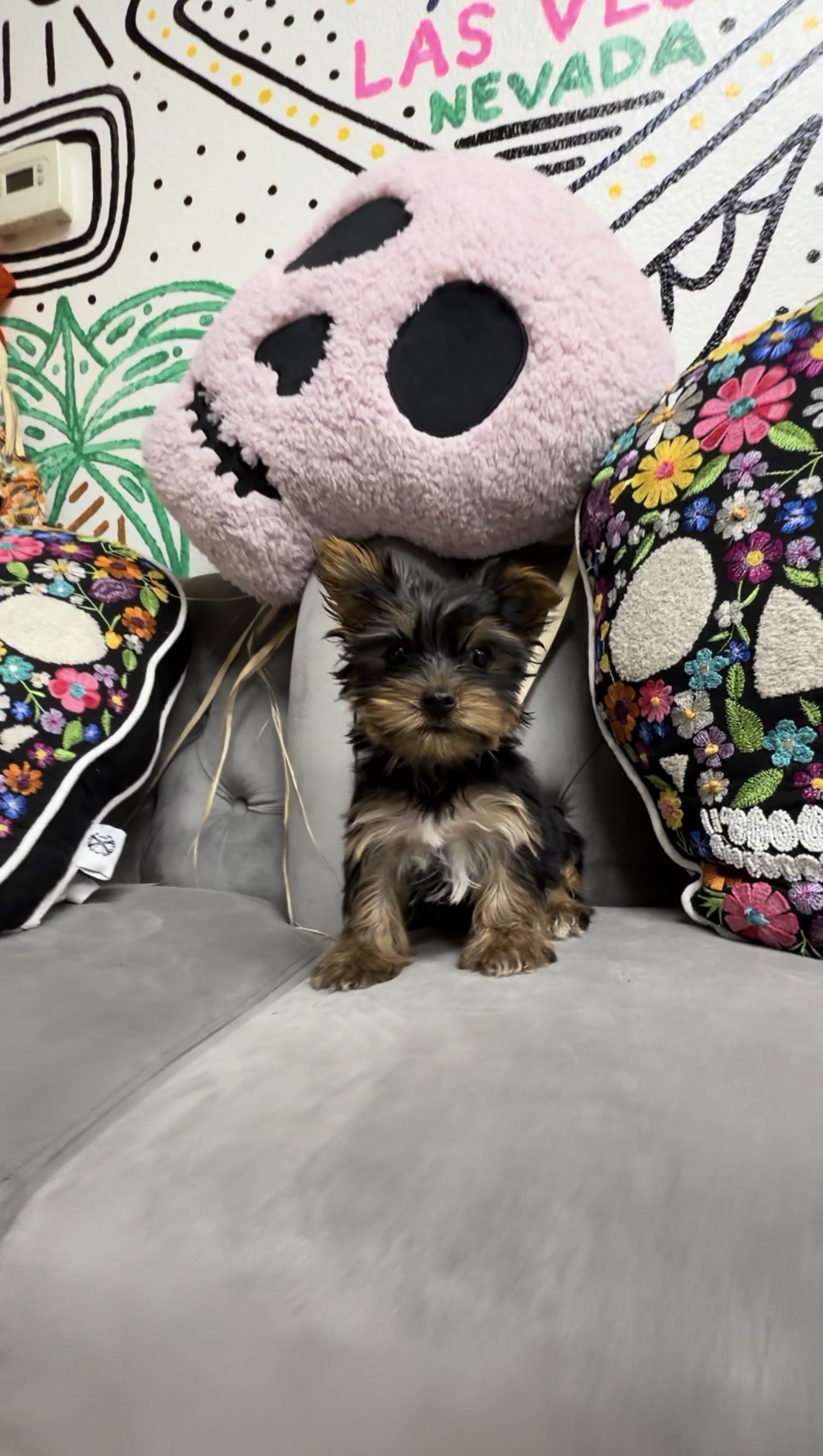 Purebred Toy Yorkie Puppy - “Boris” - Male - New! (Parents are only 5.4 lb & 3.4 lb!)