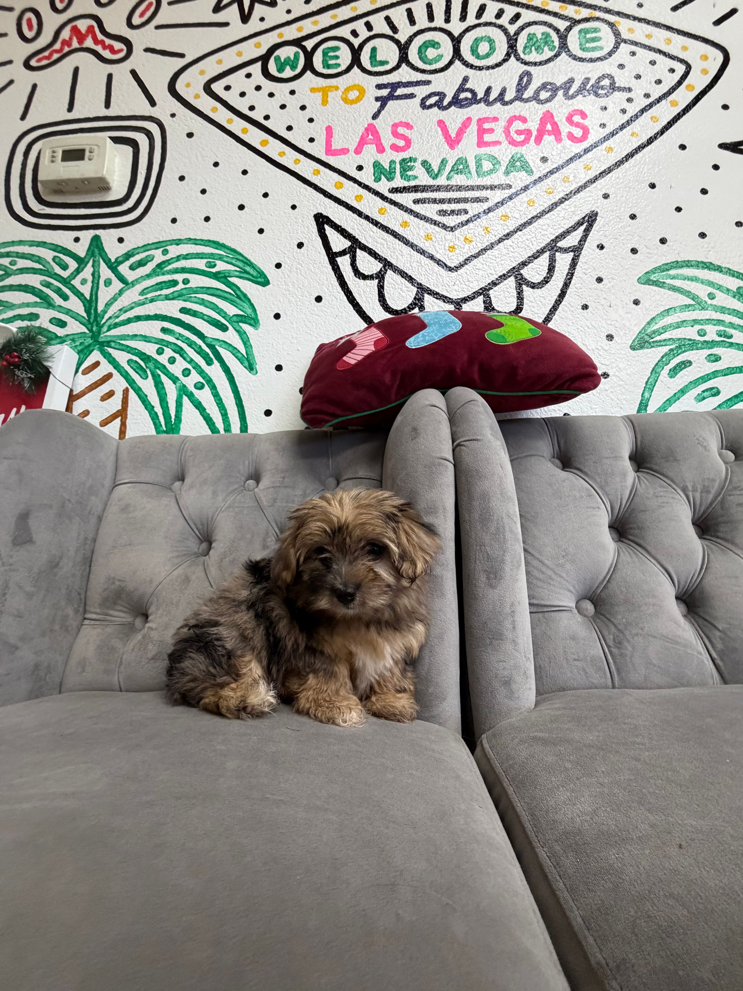 Purebred Morkie - “Jolly” - Female - Blue Merle - Hypoallergenic   - New Arrival! 