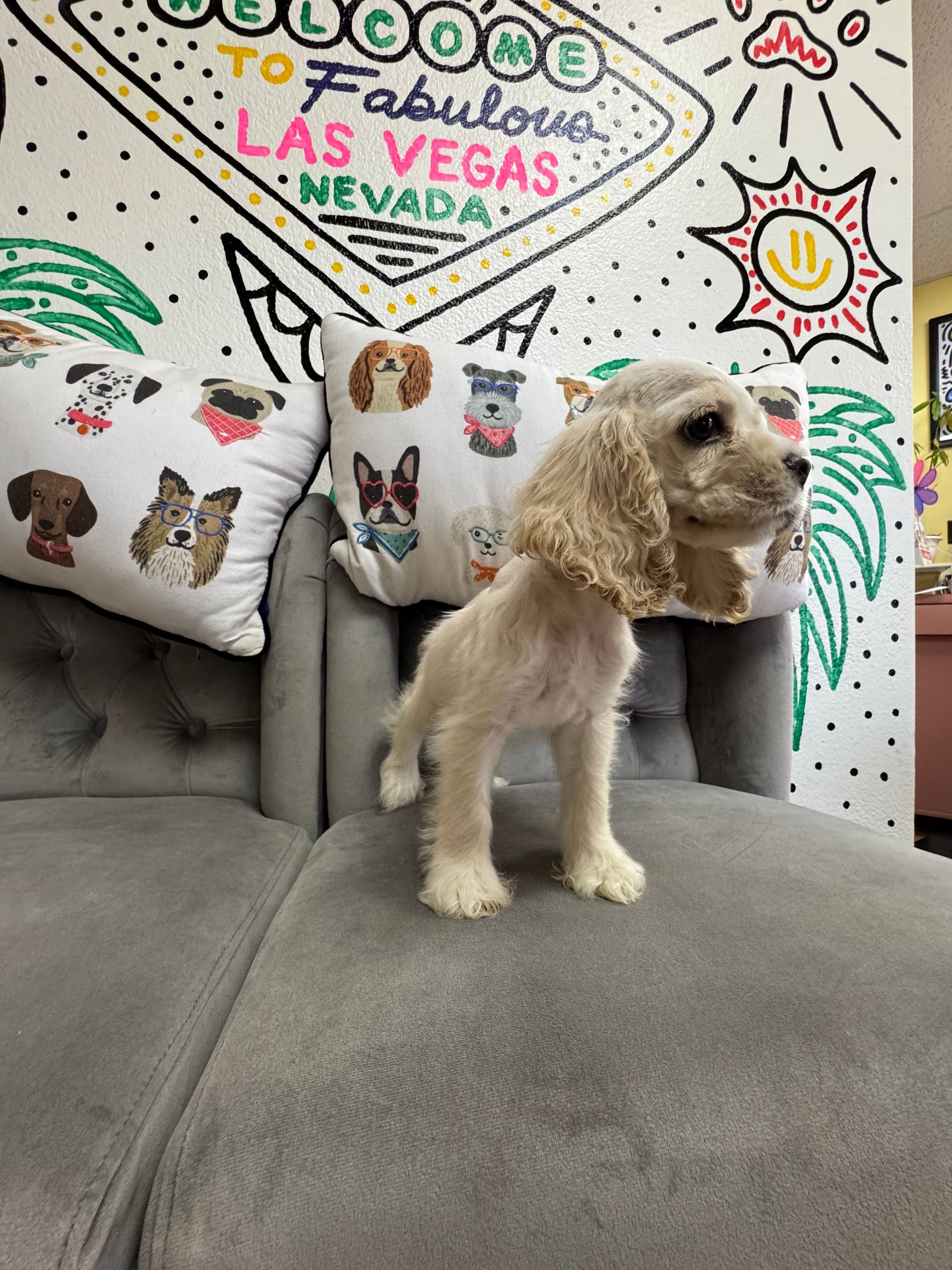 Cocker Spaniel   puppy for sale