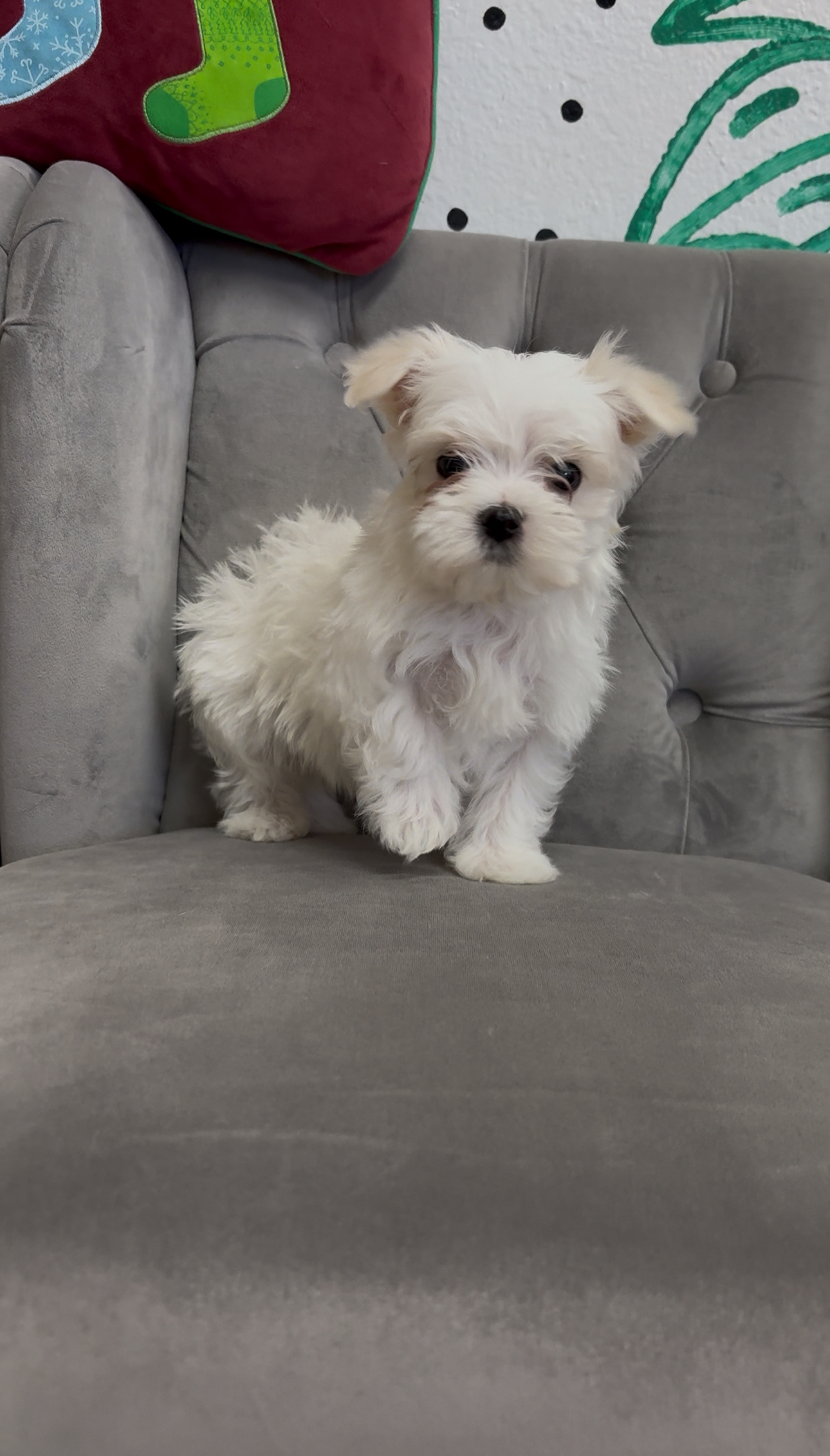 Purebred Maltese - “Will Byers” - Male - White  - Hypoallergenic  - Tiny, sweetheart! - Hypoallergenic Puppy!