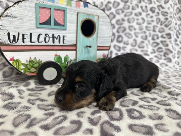Purebred Mini Dachshund - “Kate McCallister” - Female- Black, tan - Long Hair Coat - Arrives 12/16/25!
