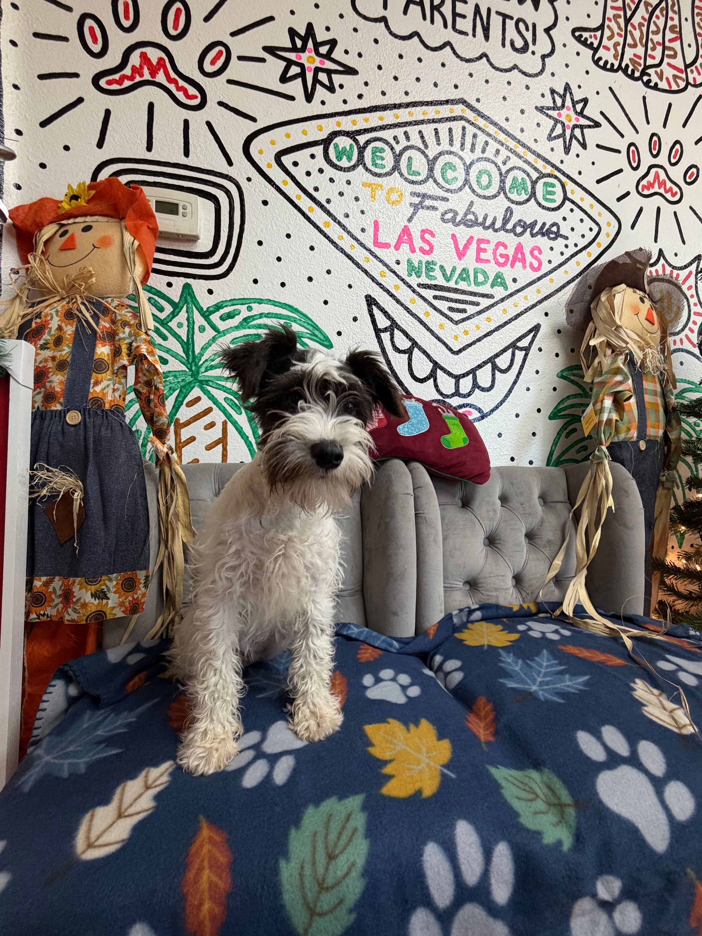 Purebred Miniature Schnauzer - “Mary Sanderson” - White & black - ON SALE!