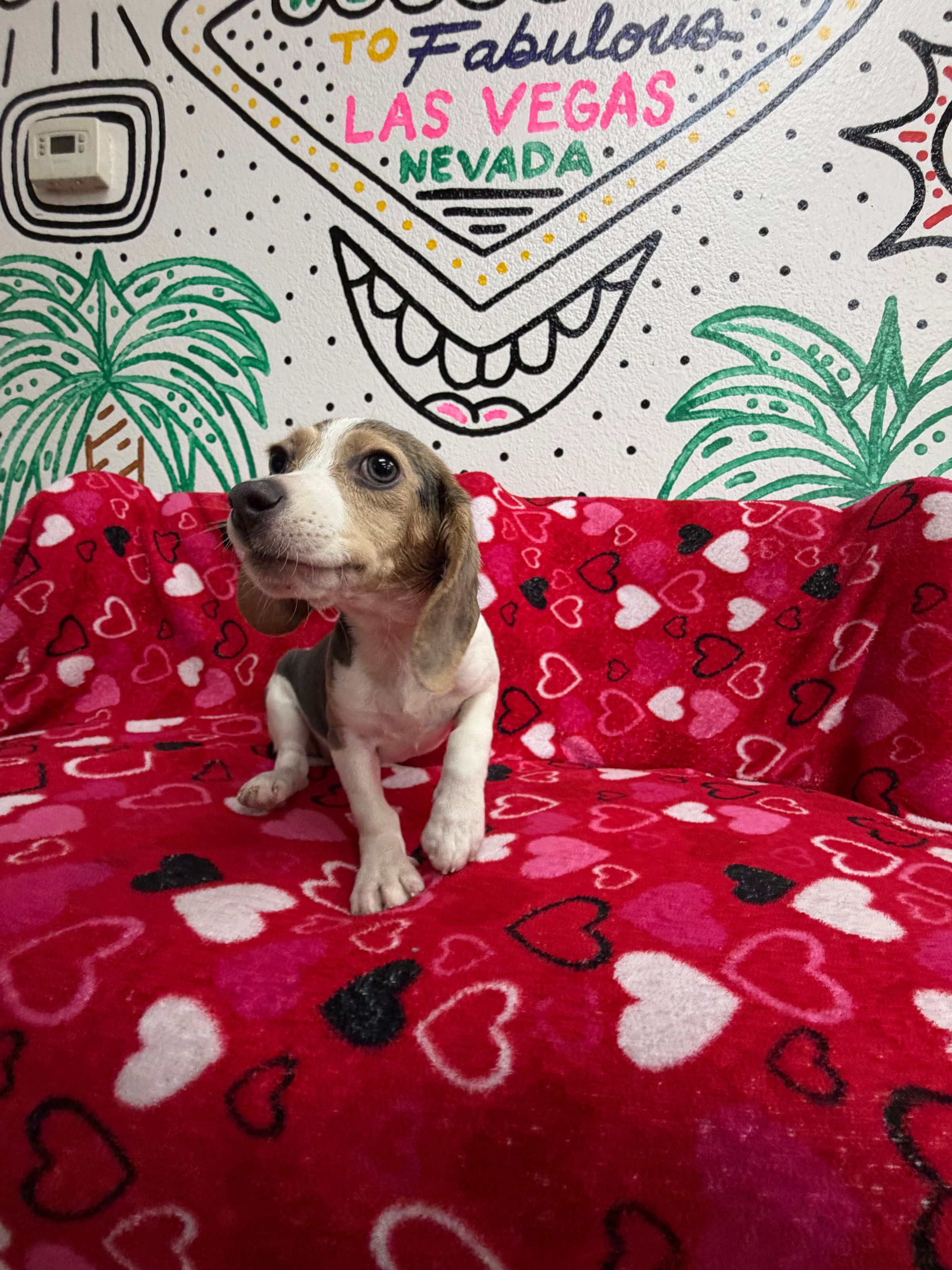 Purebred Beagle - “Nesi” - Female - Blue, white & Tan - NEW Arrival!