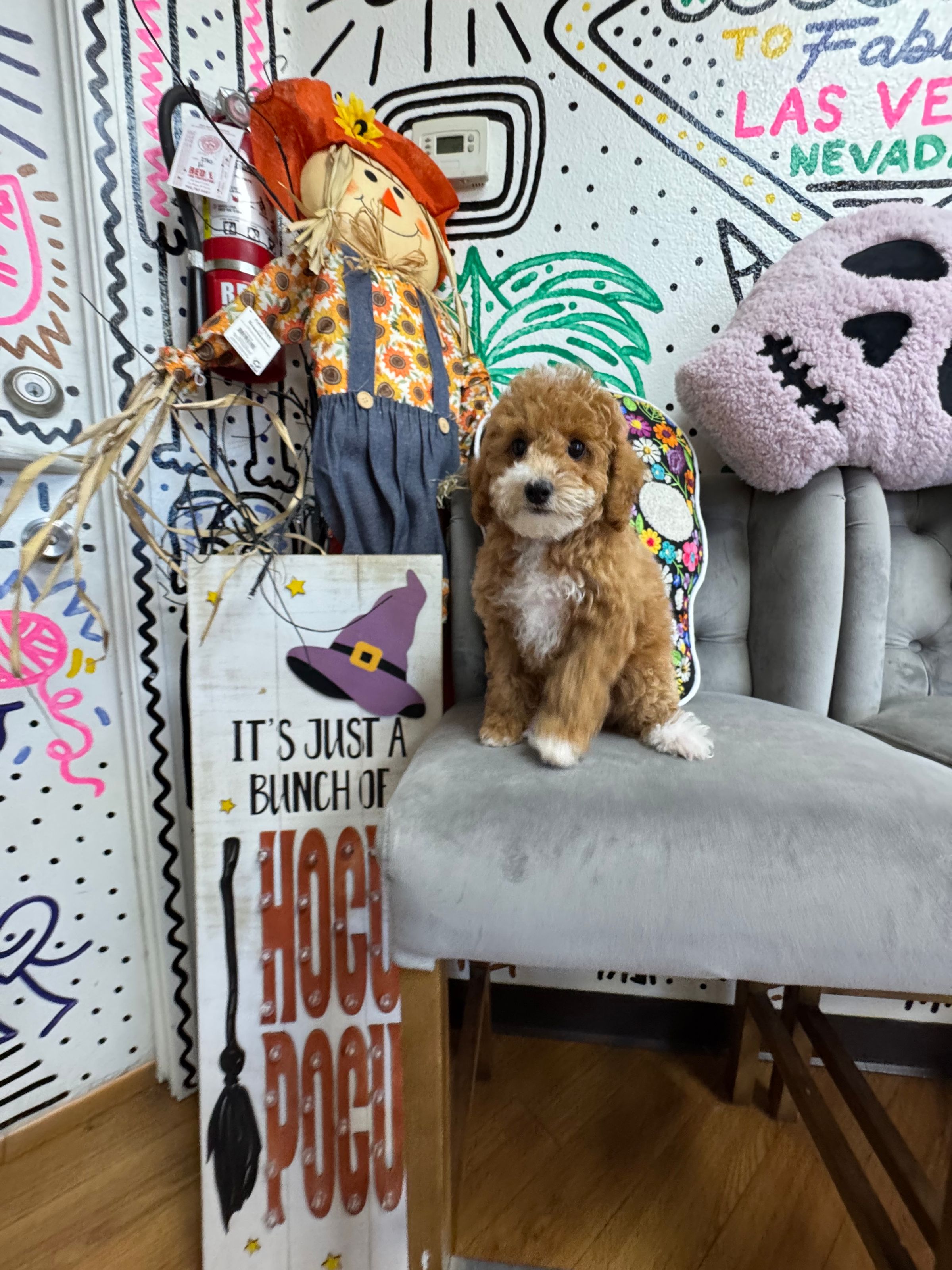 Purebred  Poodle “Winifreg Sanderson” - Female  - Red & White - (Parents weigh 15 lb & 10 lb) - Hypoallergenic! - New!