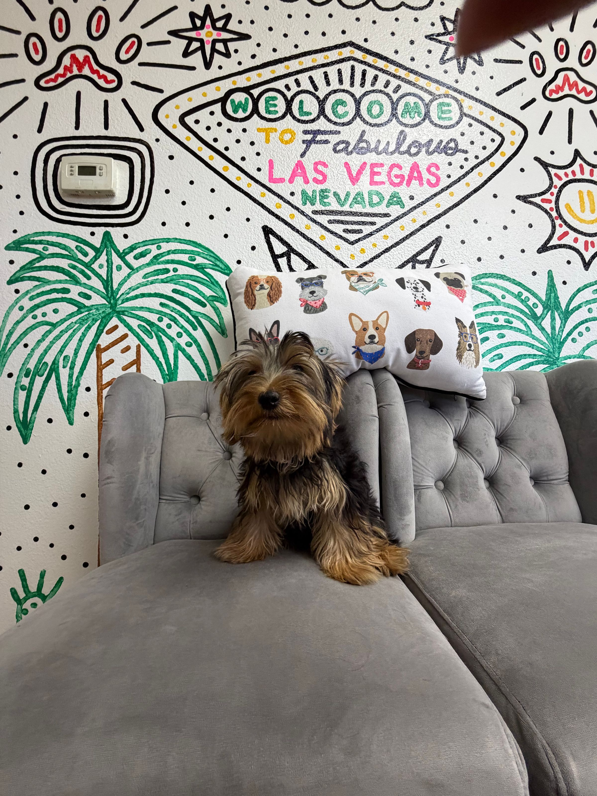 Purebred  Yorkie Puppy - “Kali”- Female - Happy pup! Hypoallergenic Puppy! Only $1,250 + tax