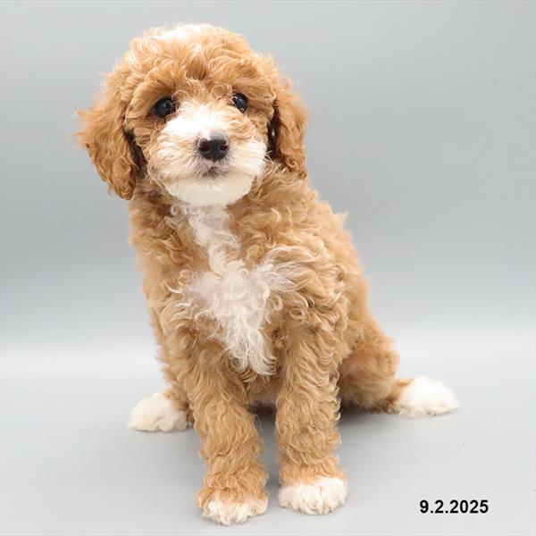 Poodle puppy