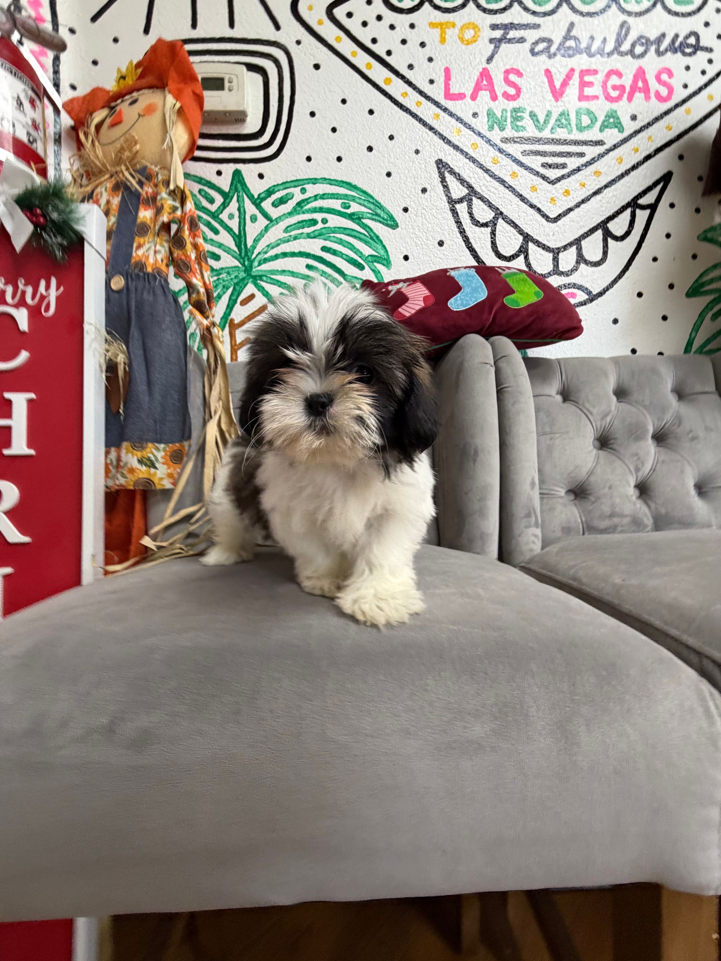 Purebred  Shih Tzu Puppy - “Gravy” - Female - Tiny, cutie pie! Hypoallergenic!
