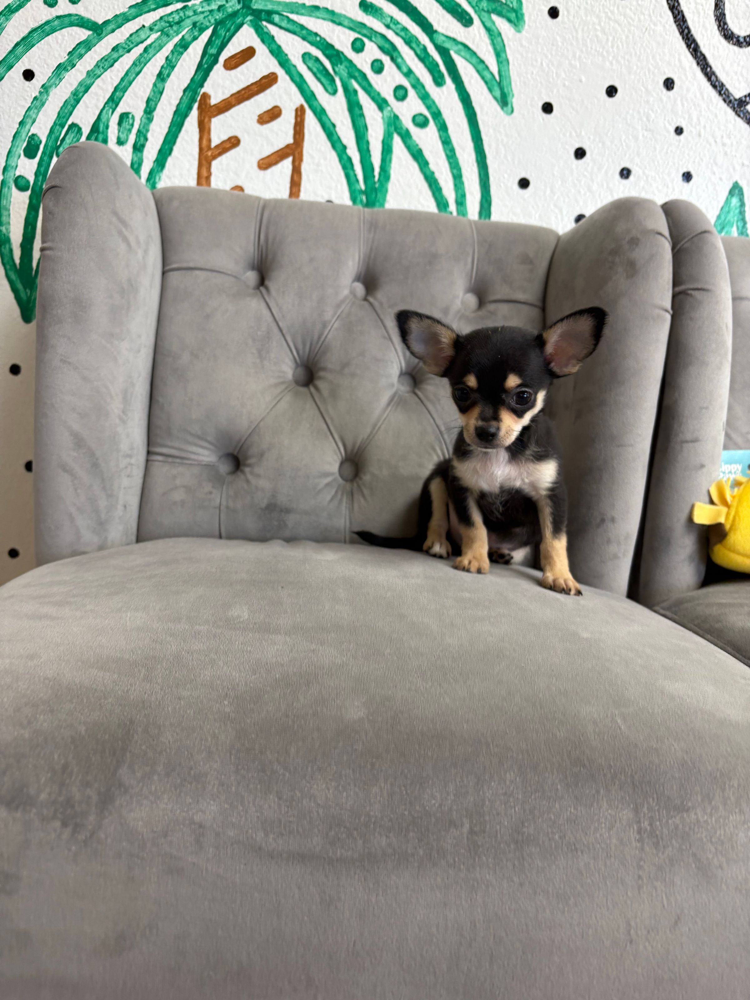 Purebred Chihuahua Applehead - Male - “Will Mondrich” New Arrival!