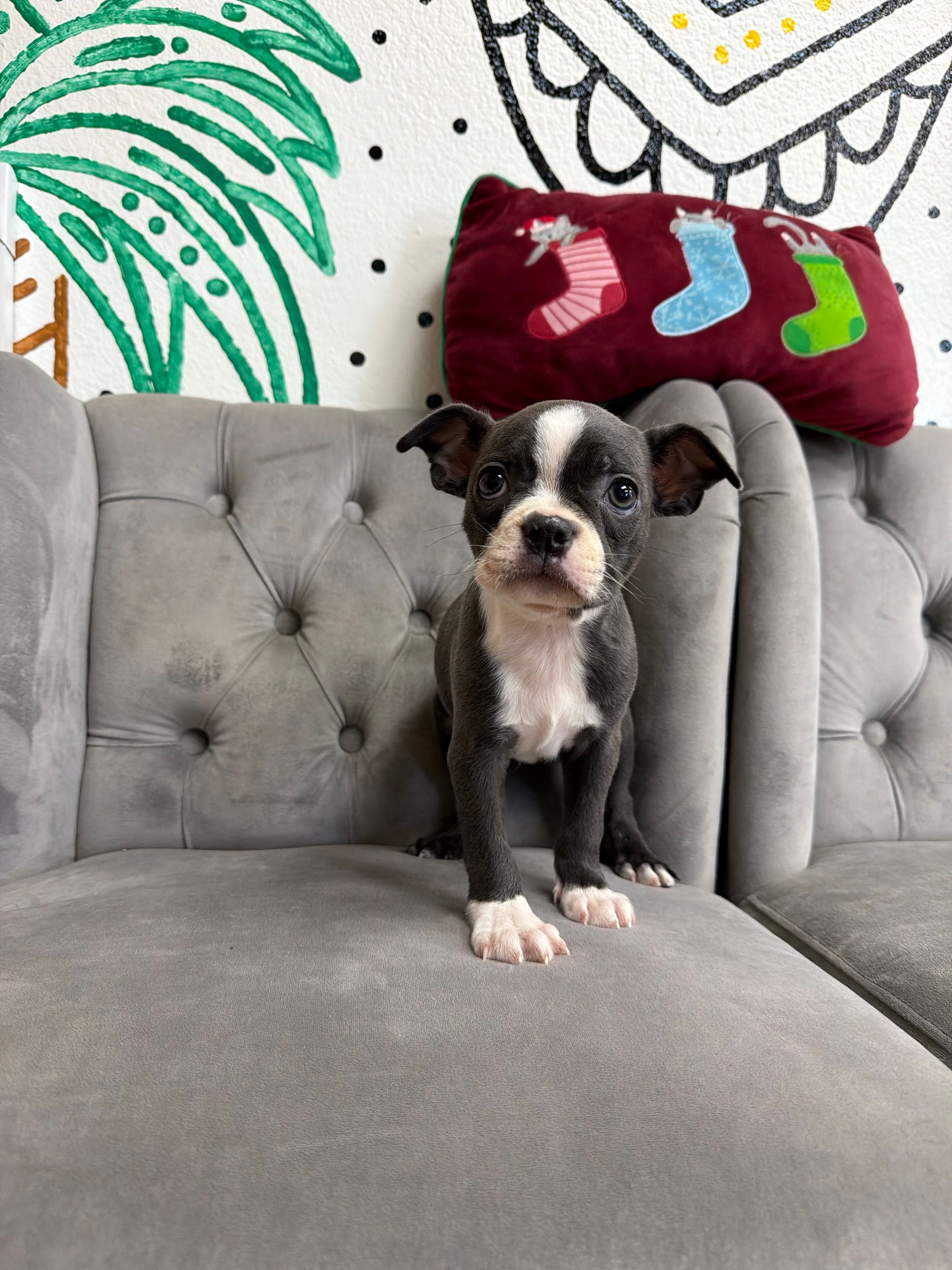 Purebred Boston Terrier - “Nancy Wheeler” - Female - Blue & white  - Sweet, happy pup!